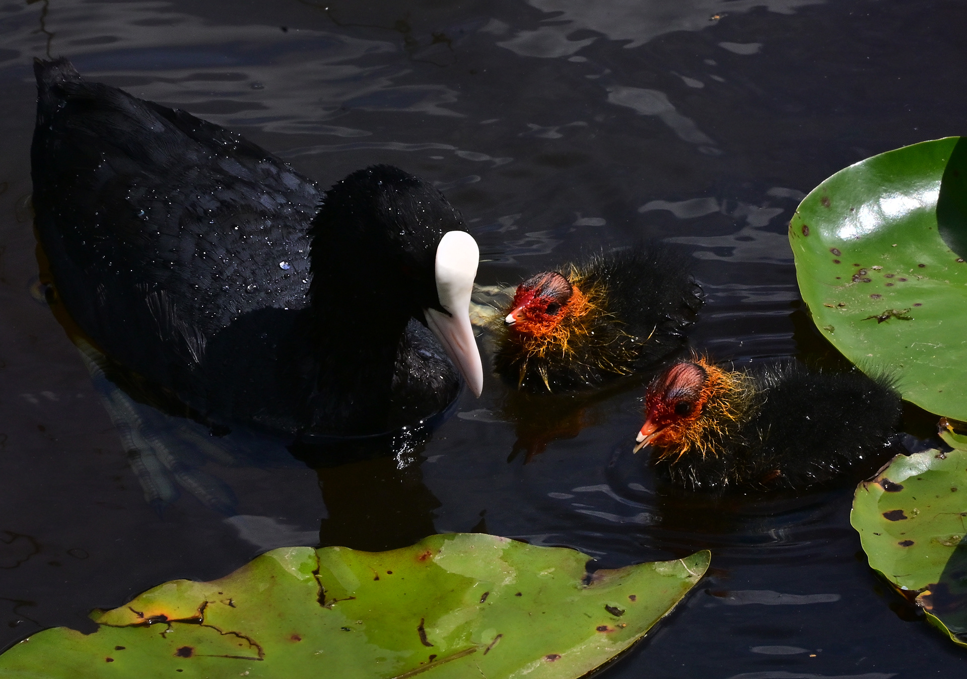 Mama coot & chicks, RHS Worsley