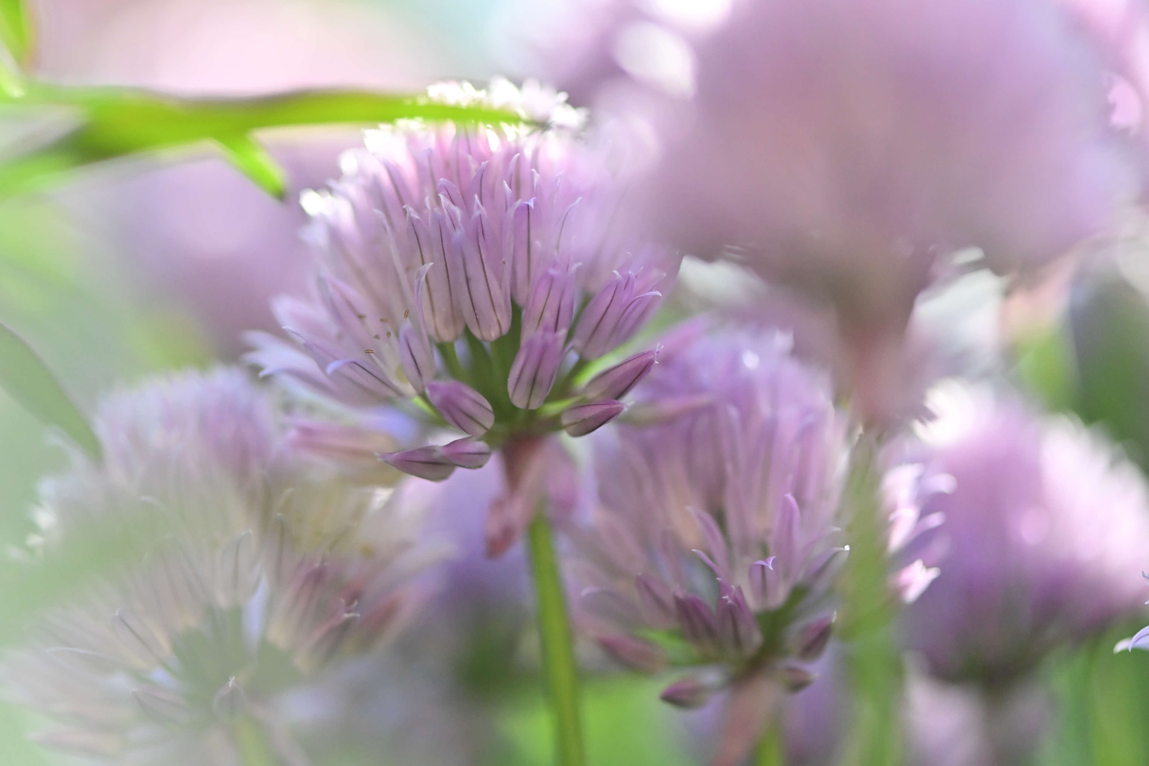 Chives