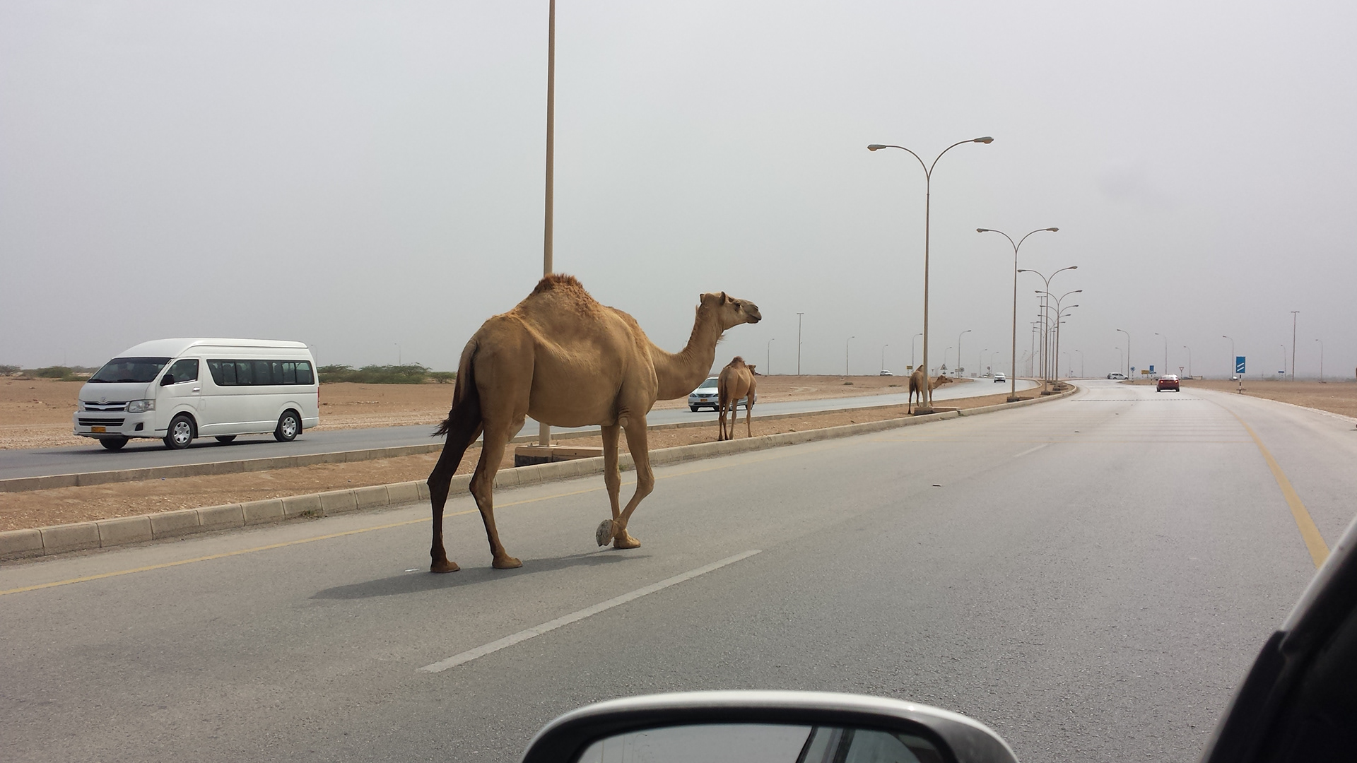 Camels on the road, Oman