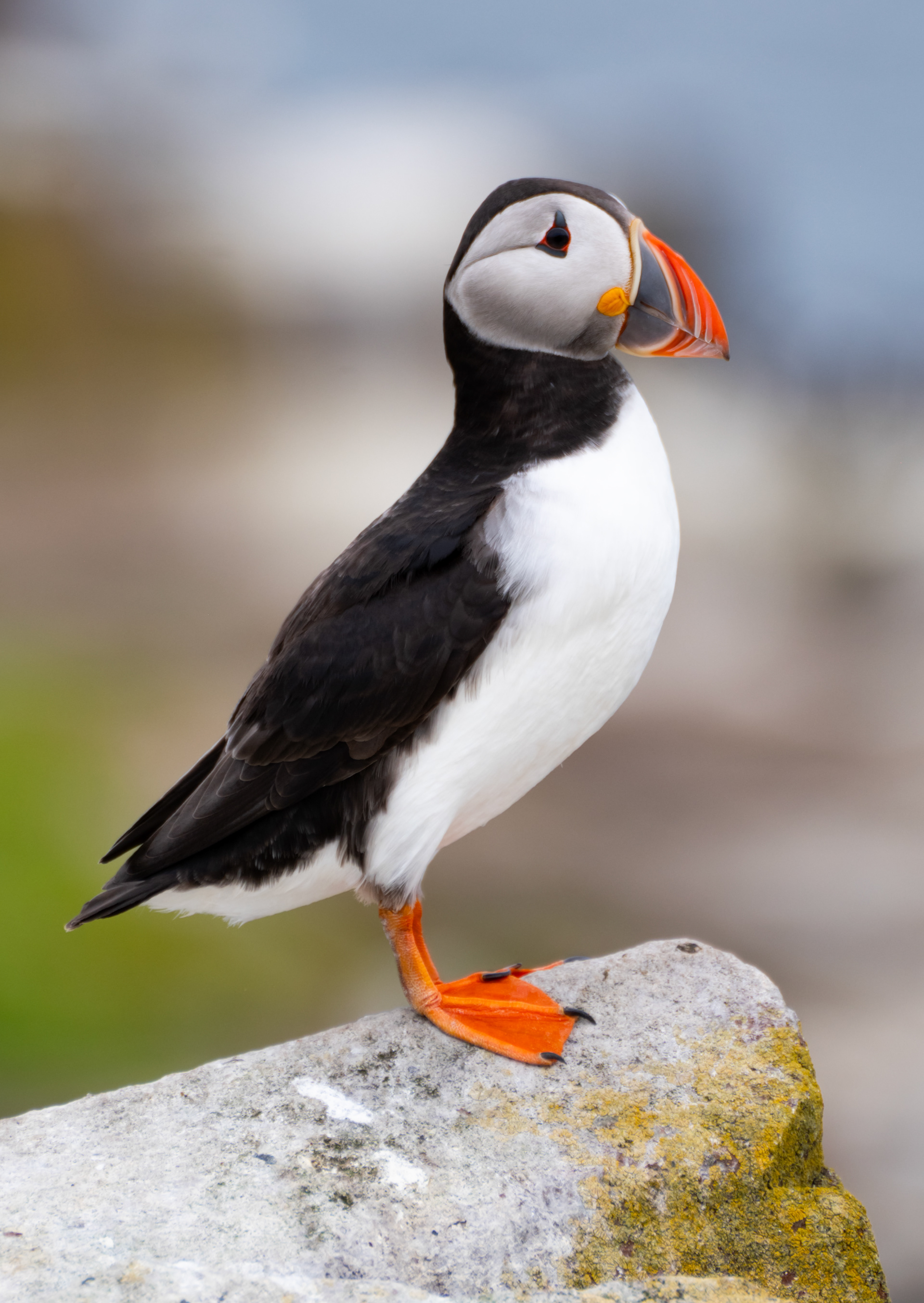 Puffin, Inner Farne
