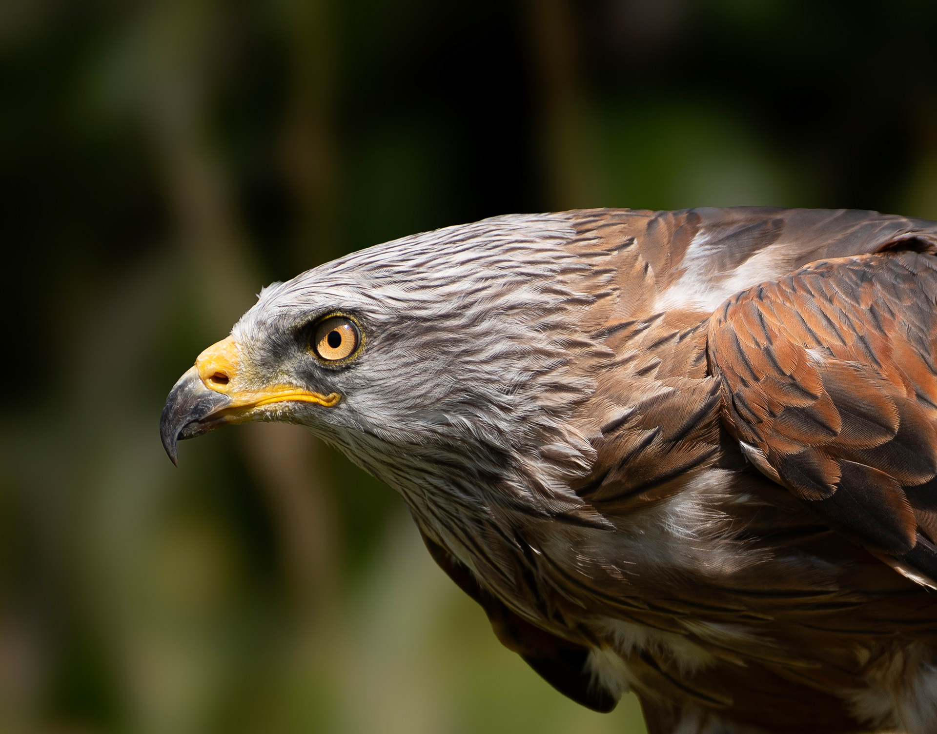 Golden eagle