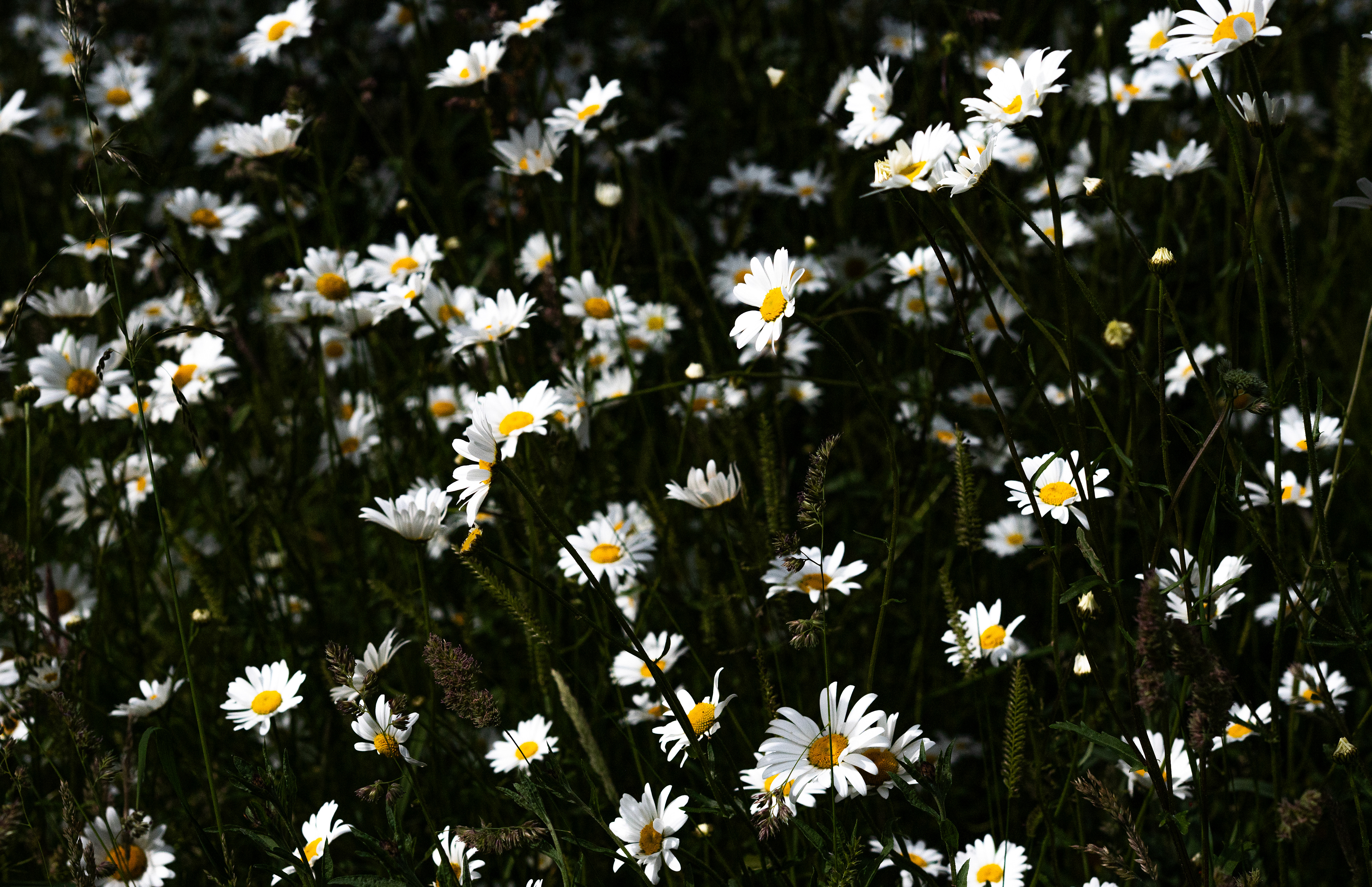 Daisies, North Wales