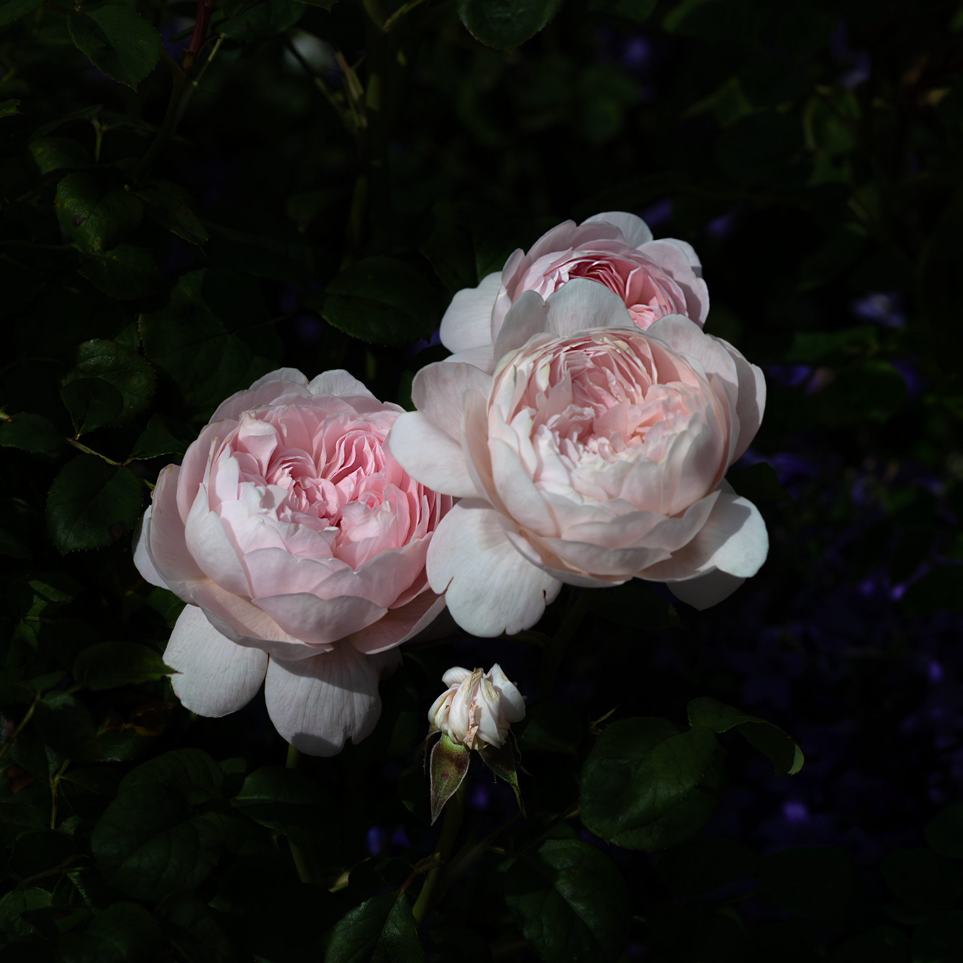Roses, North Wales