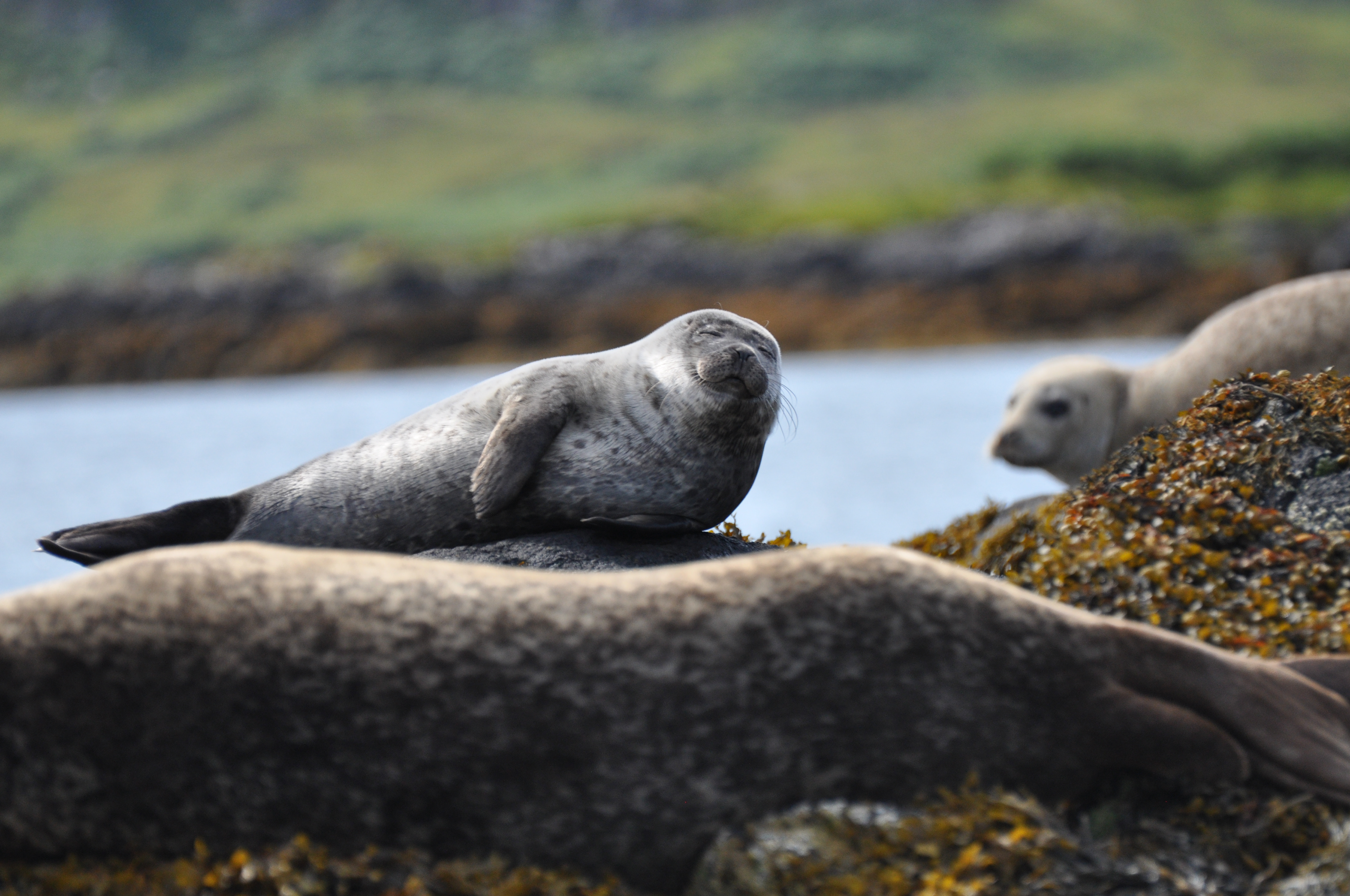 Seal, Isle of Skye