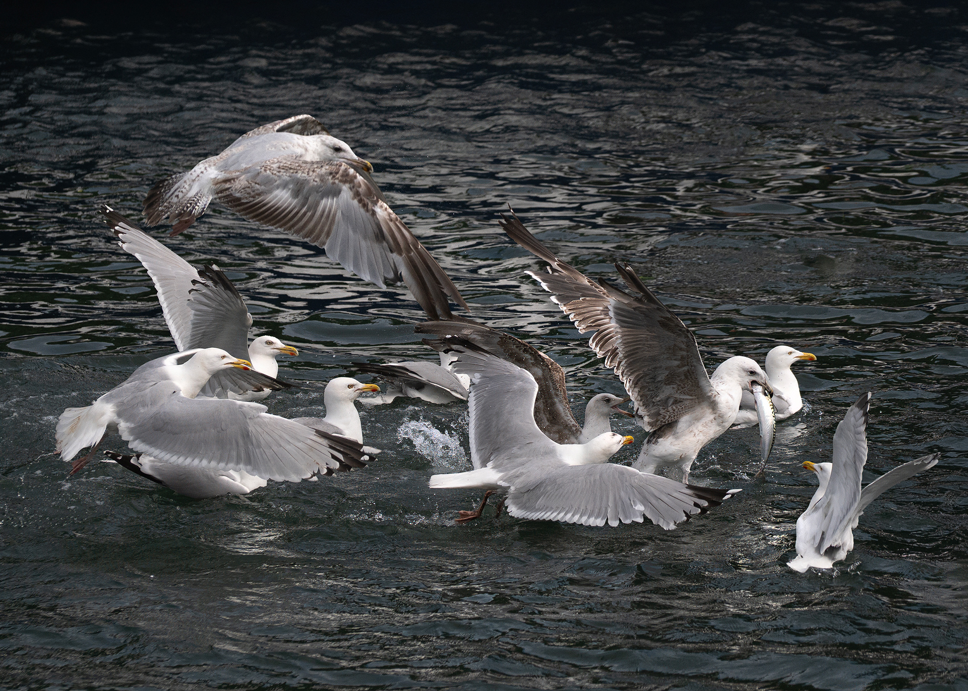 Seagulls and an unlucky mackerel, Northumberland