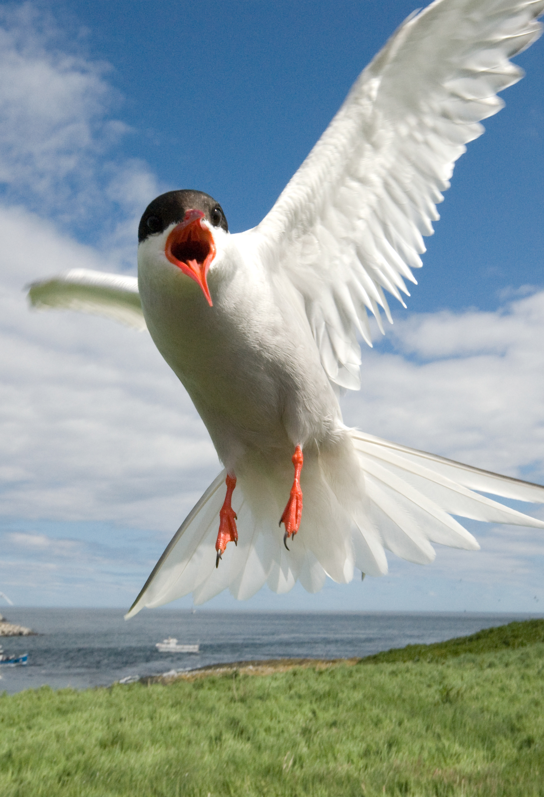 Tern, Inner Farne