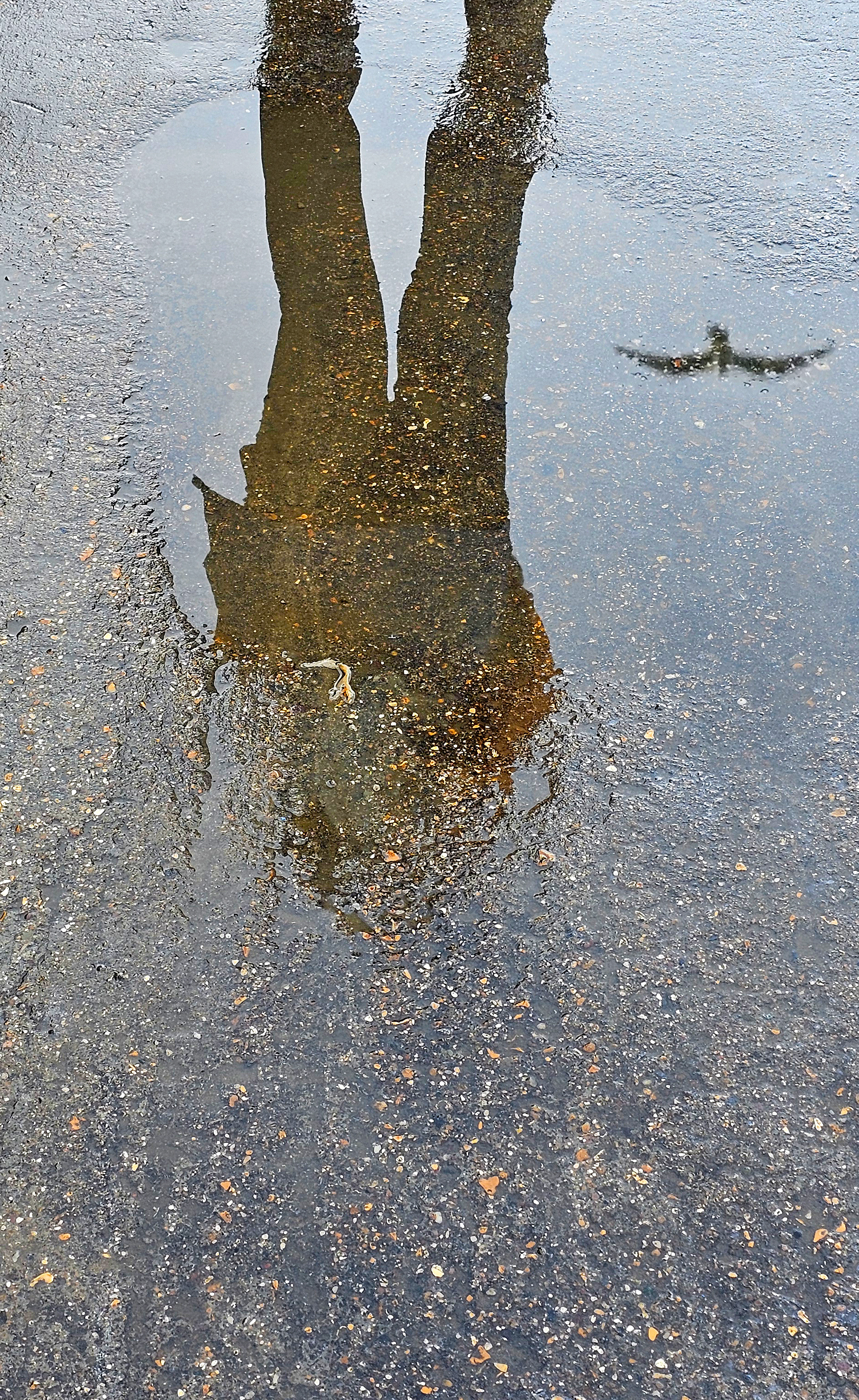 Seagull in a puddle, Scarborough