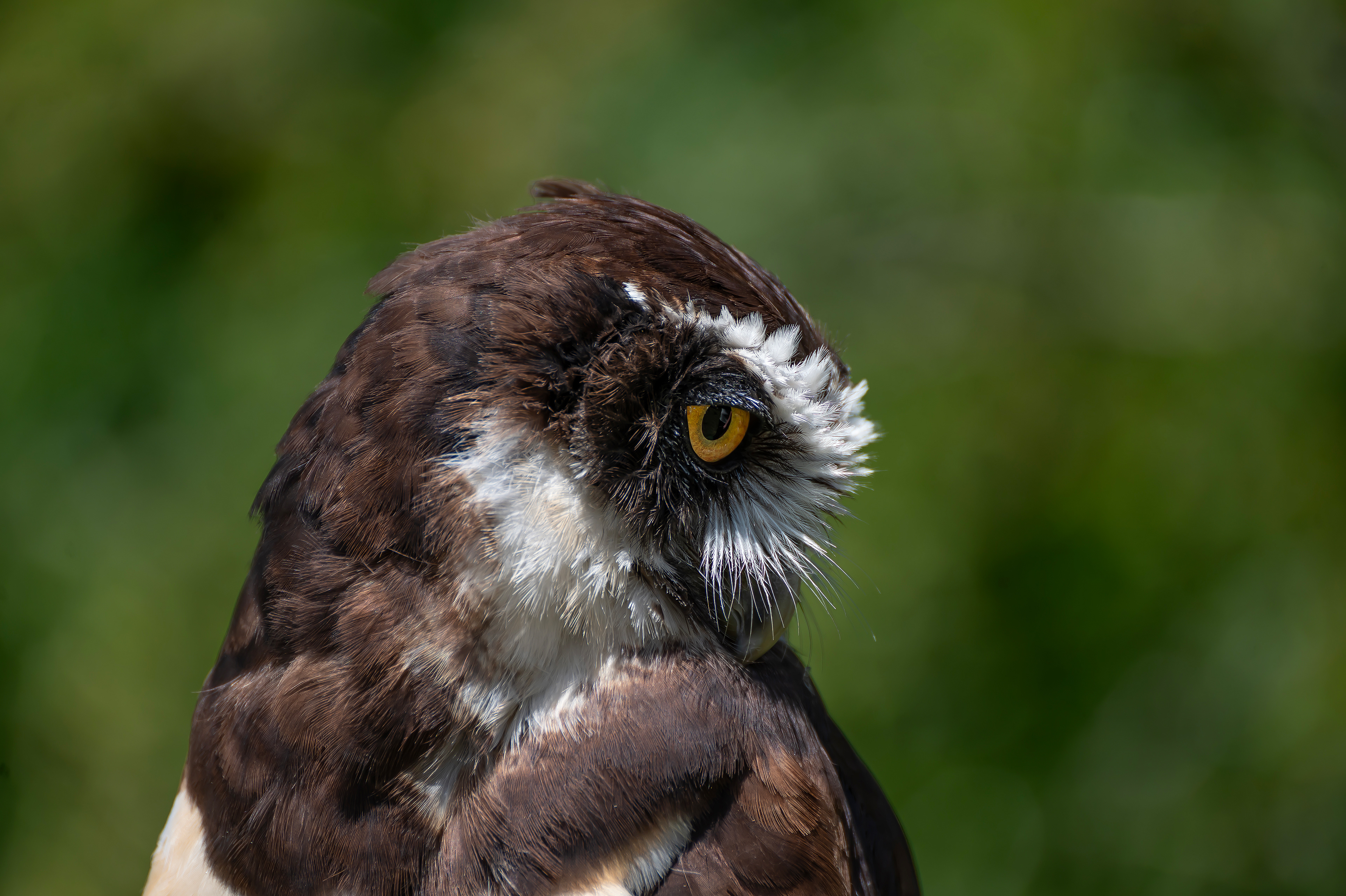 Spectacled owl