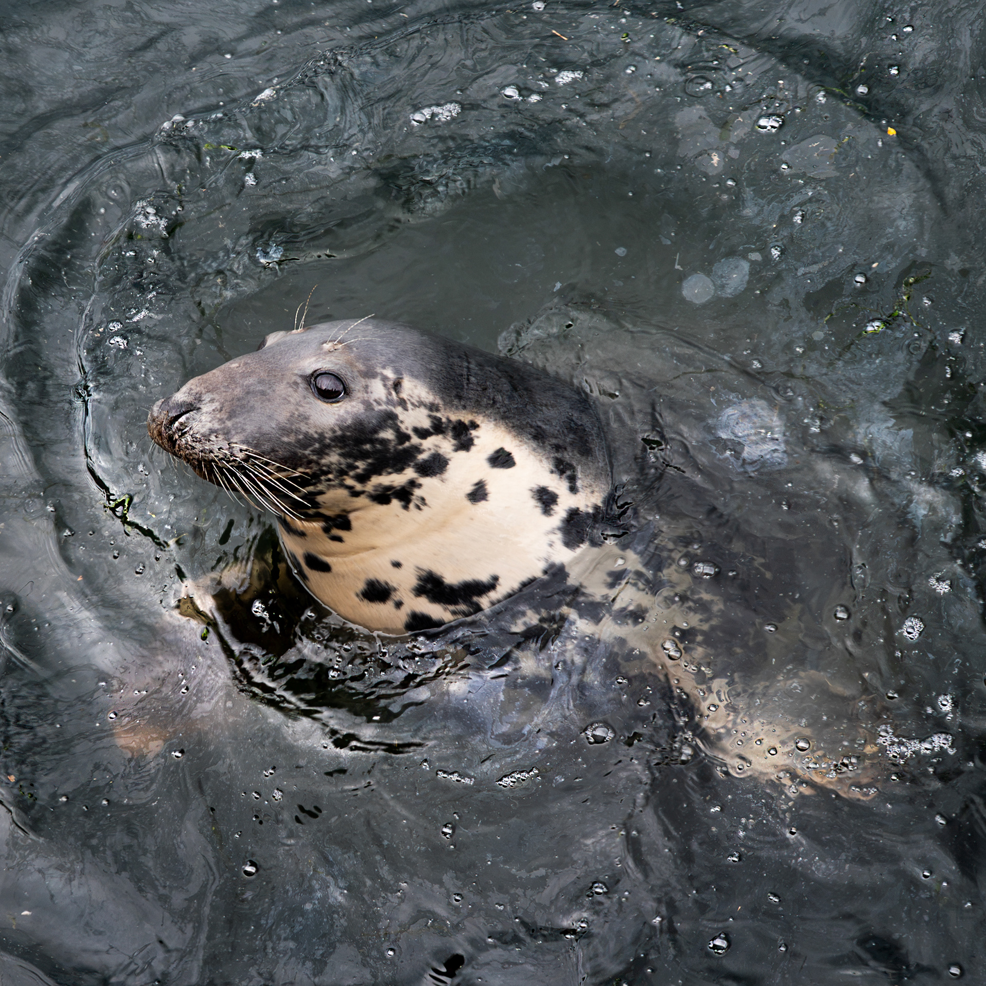 Seal, Northumberland