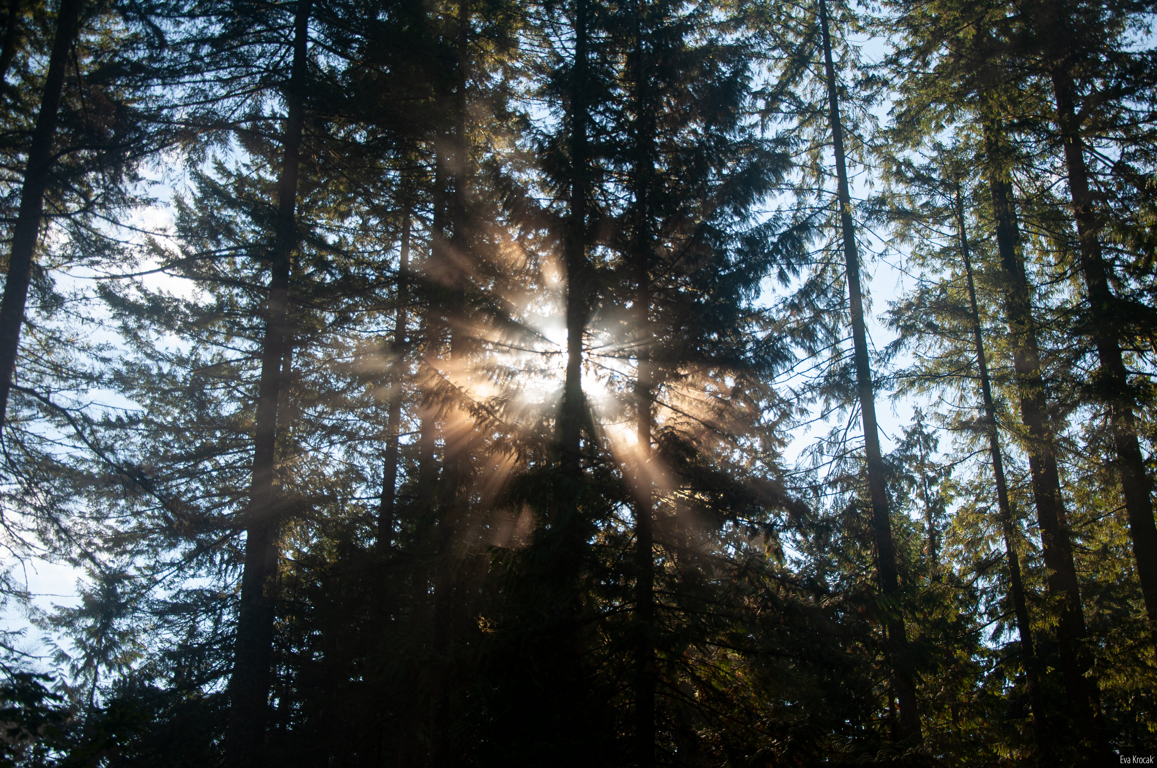 Lynn Valley