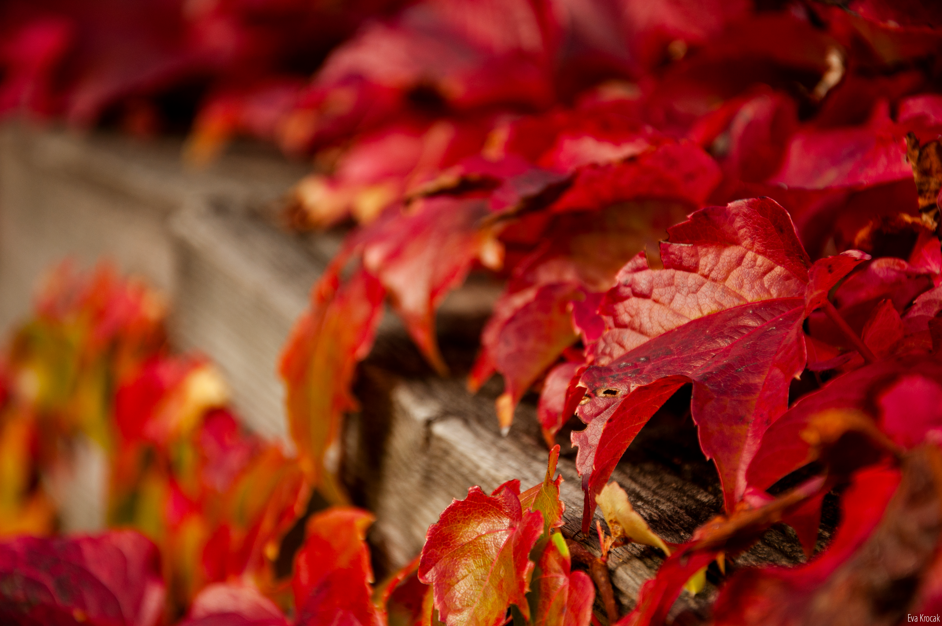 UBC Botanical Garden