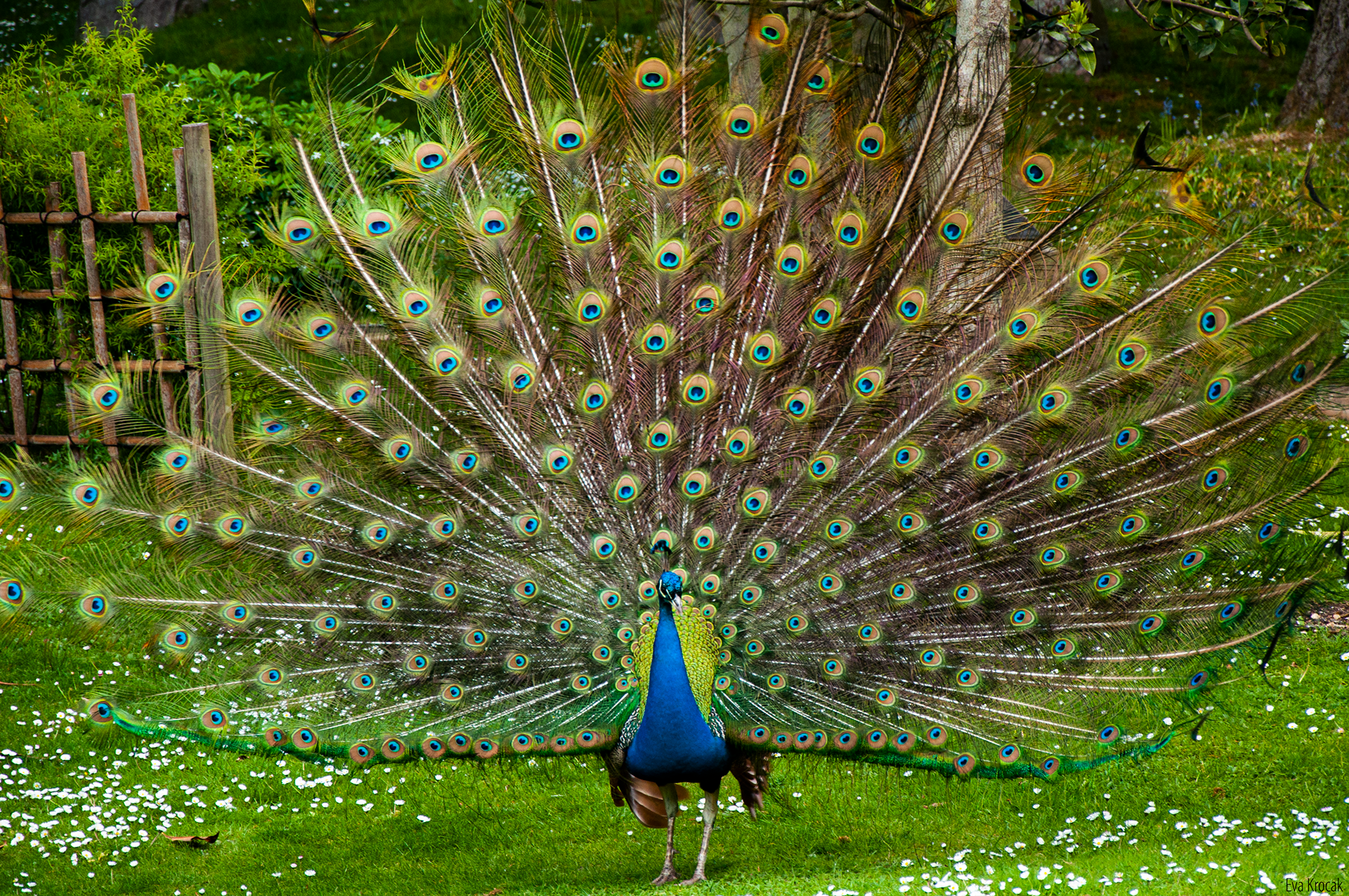 Holland Park