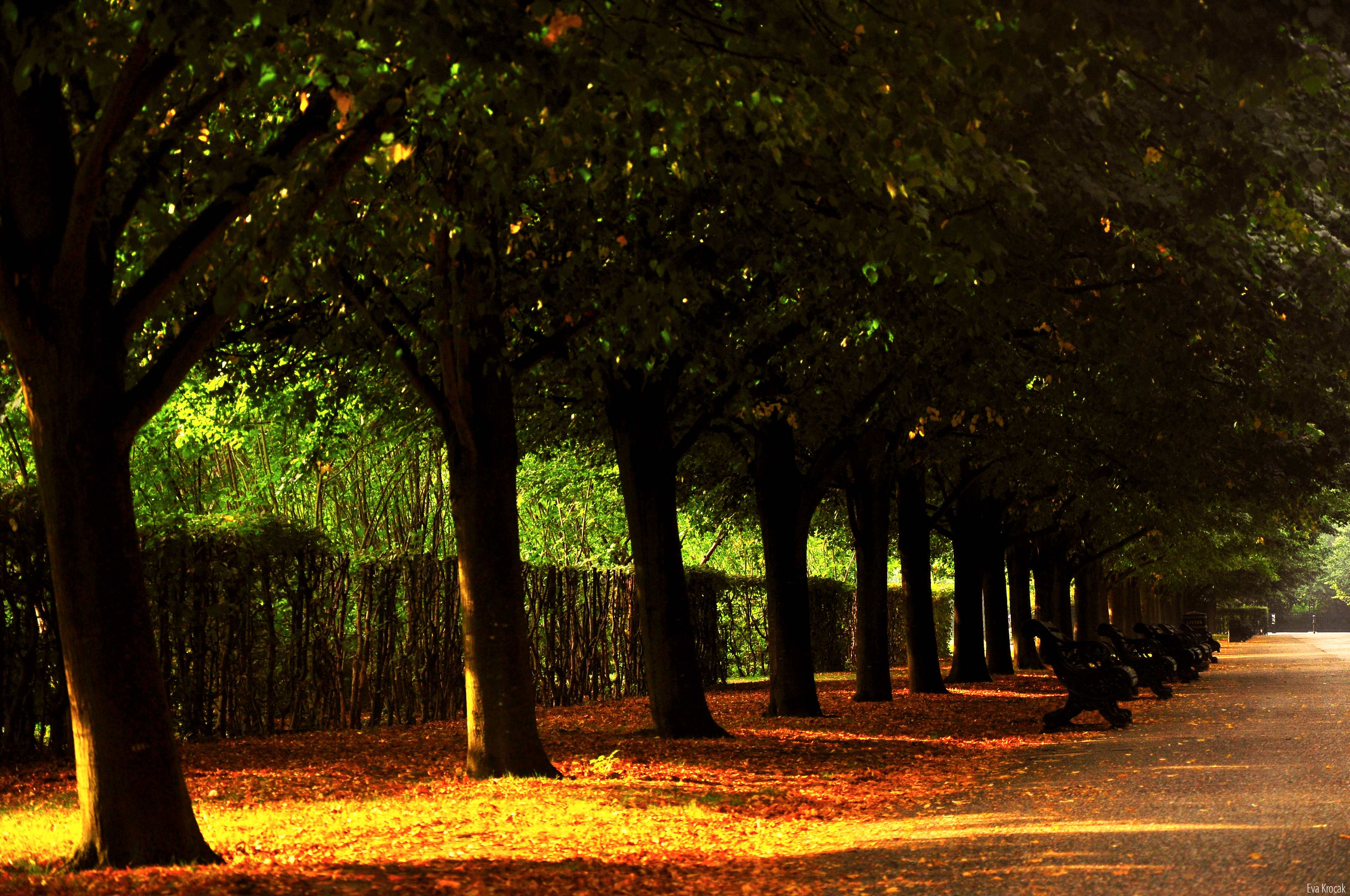 The Regent's Park