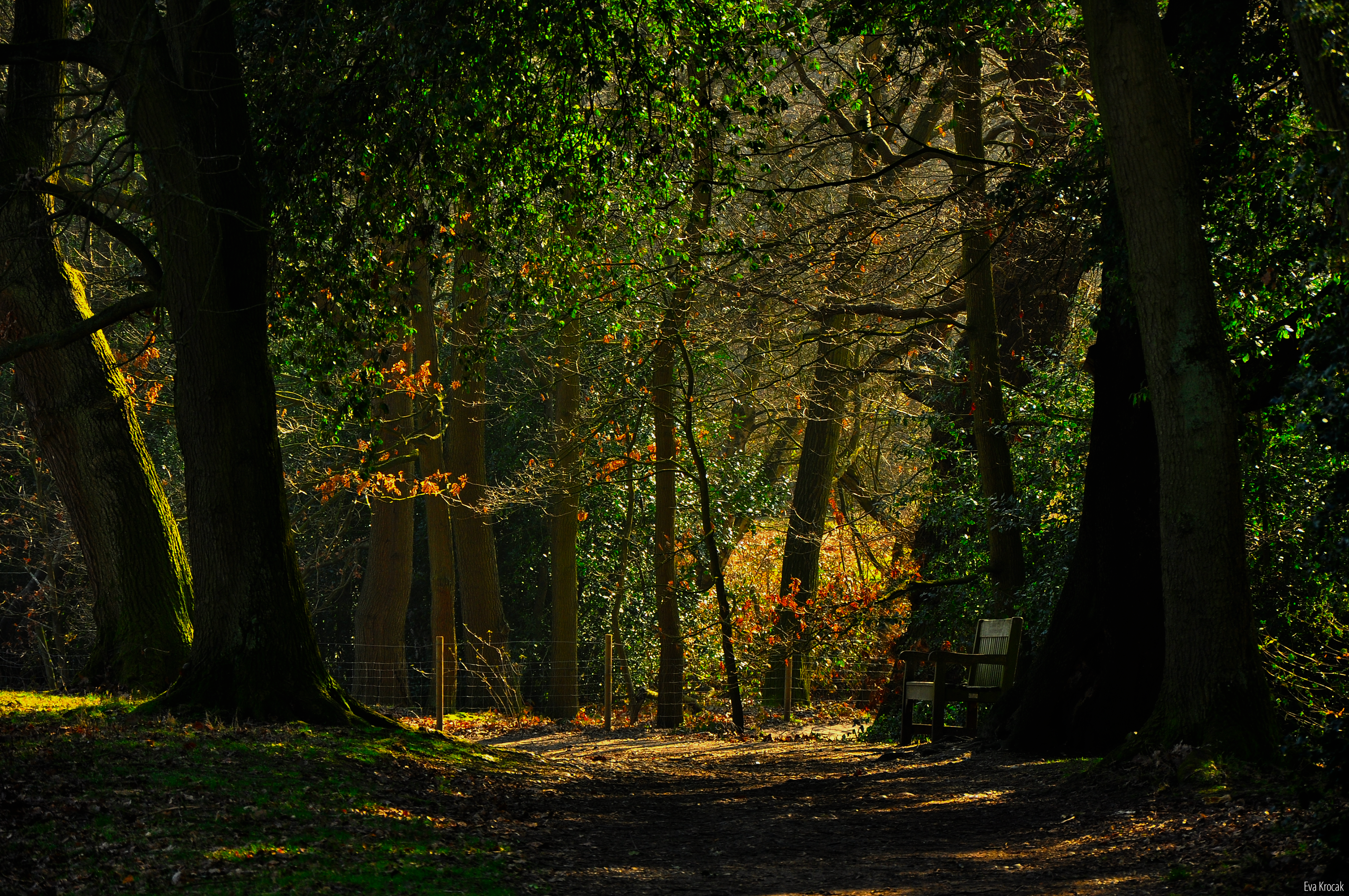 Hampstead Heath