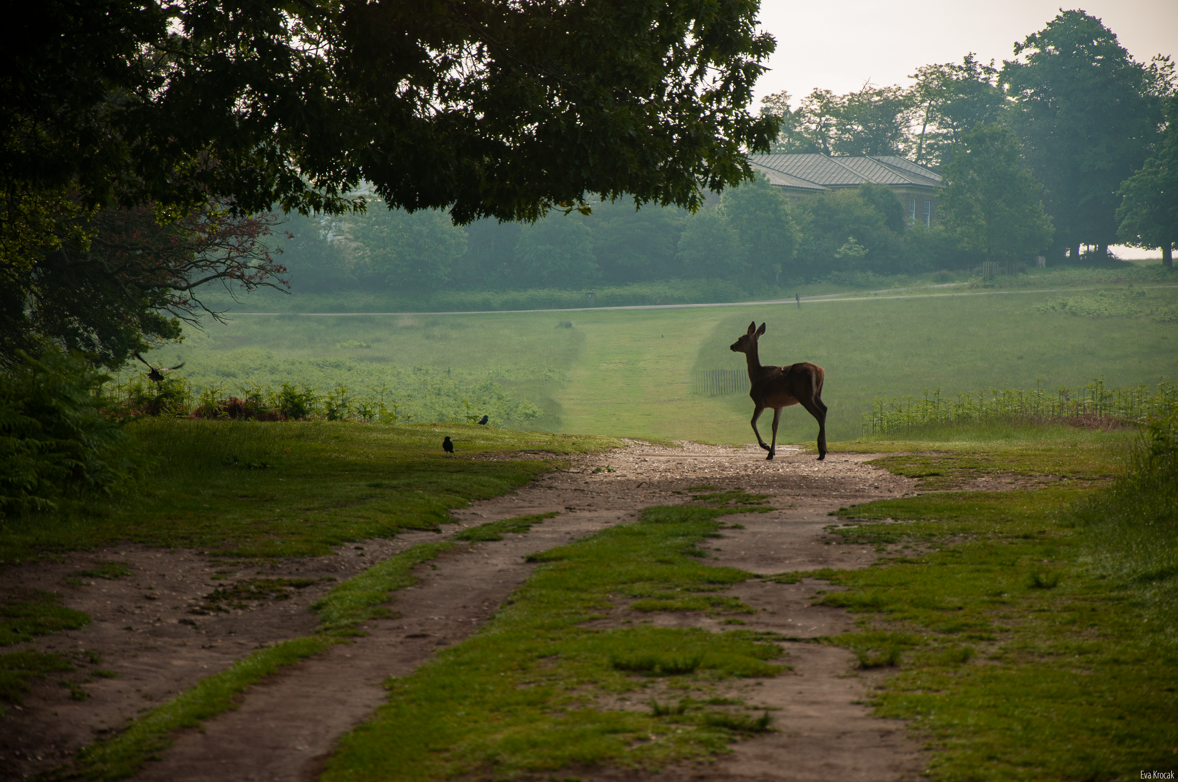 Richmond Park