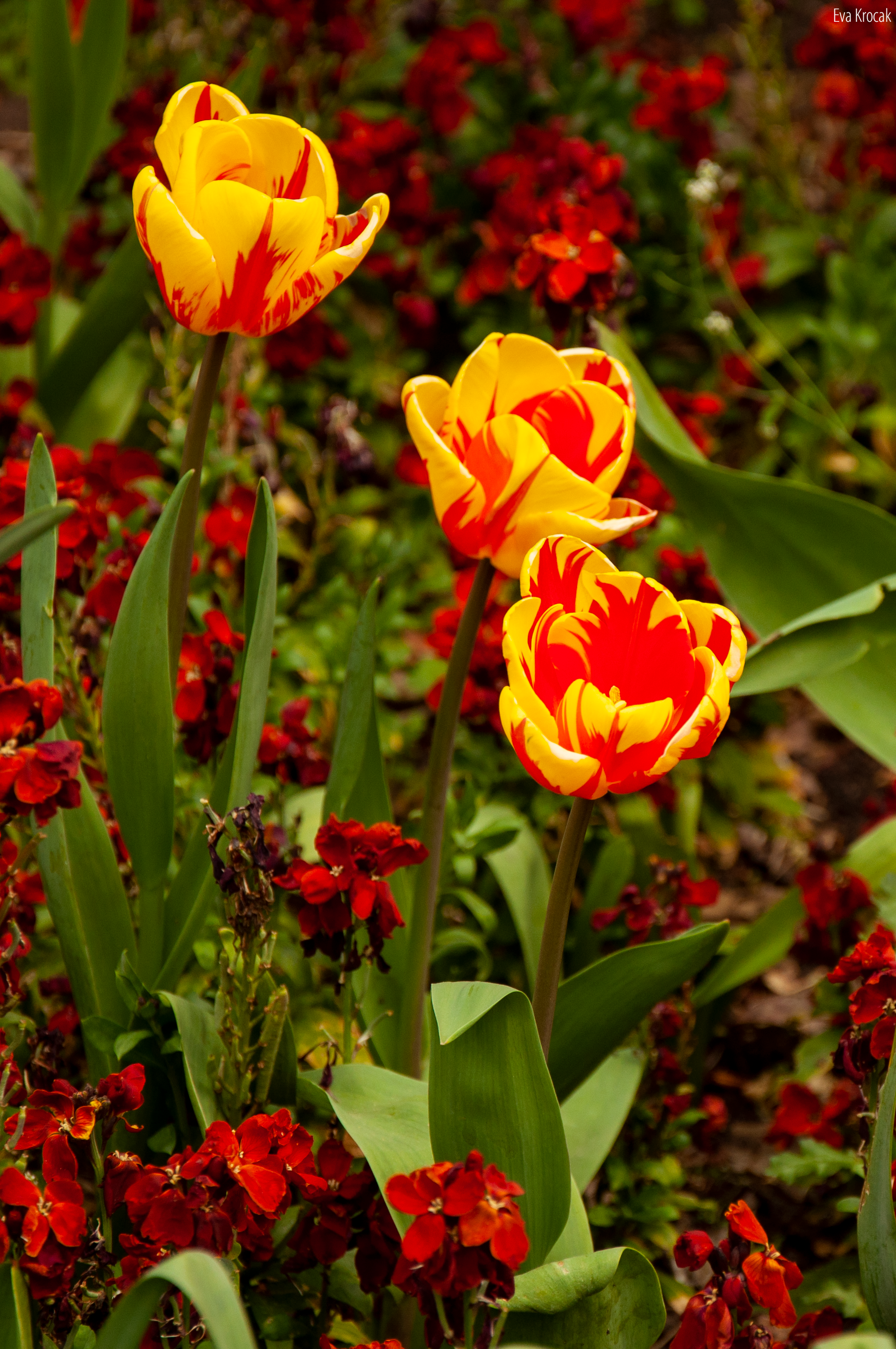 Holland Park