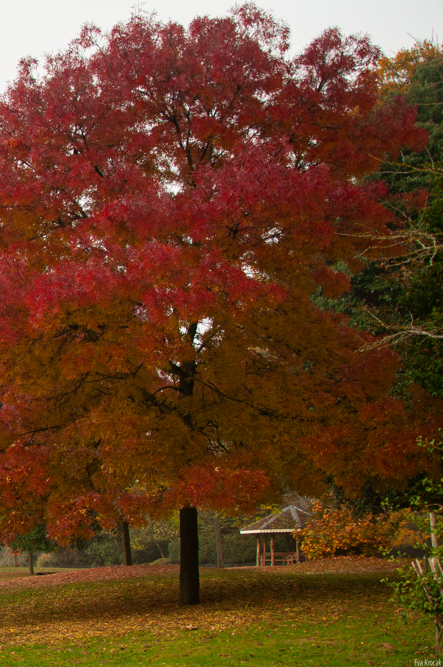Victoria Park