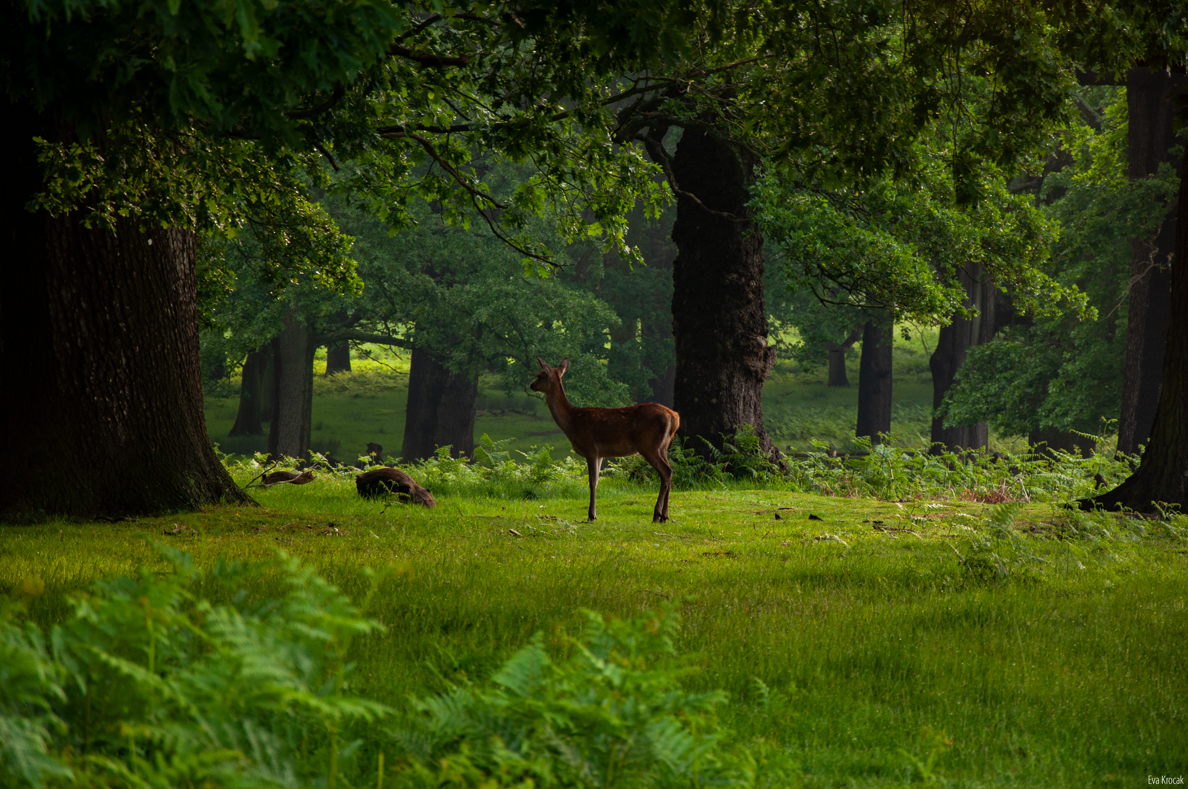 Richmond Park