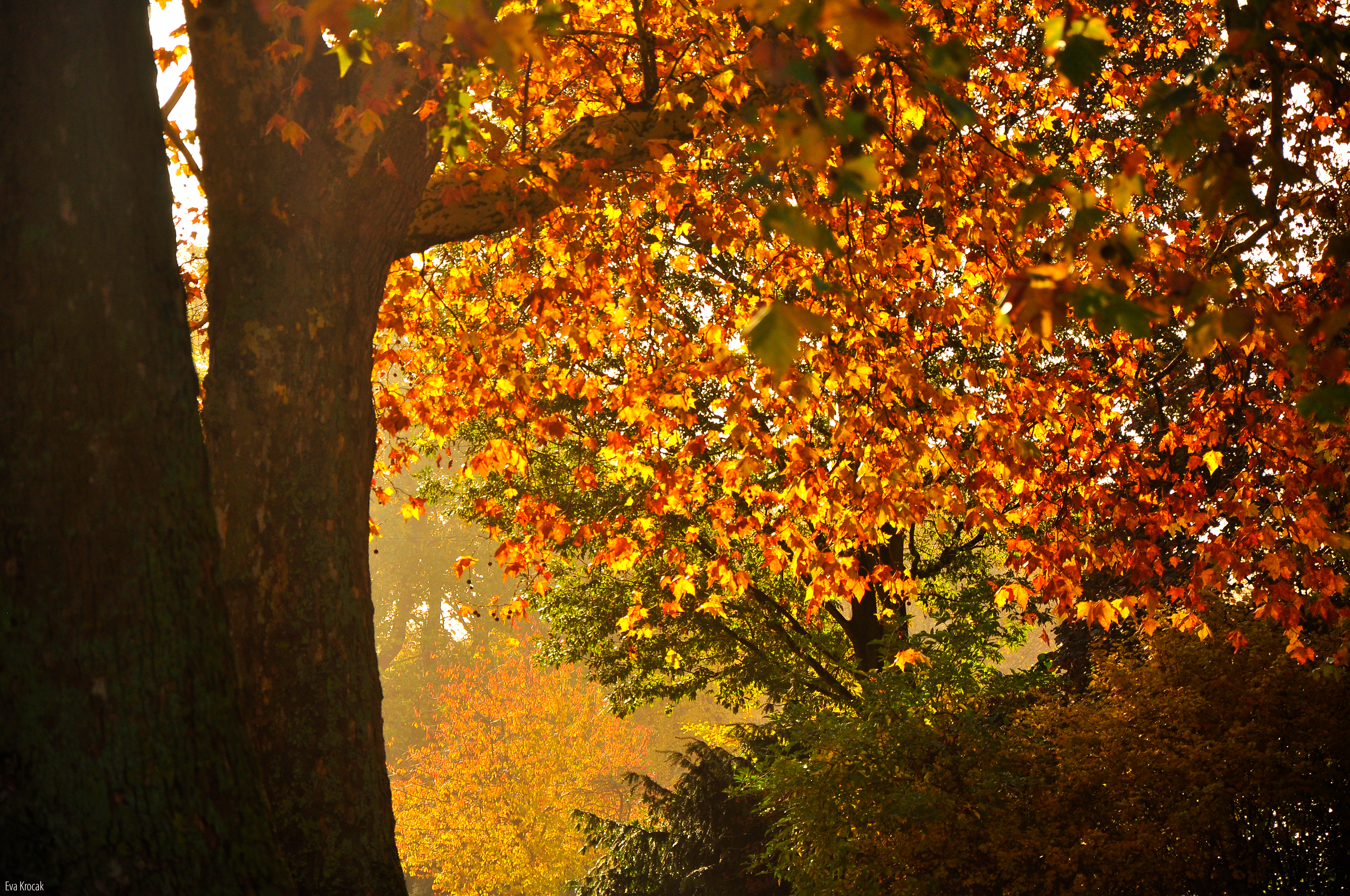 Battersea Park