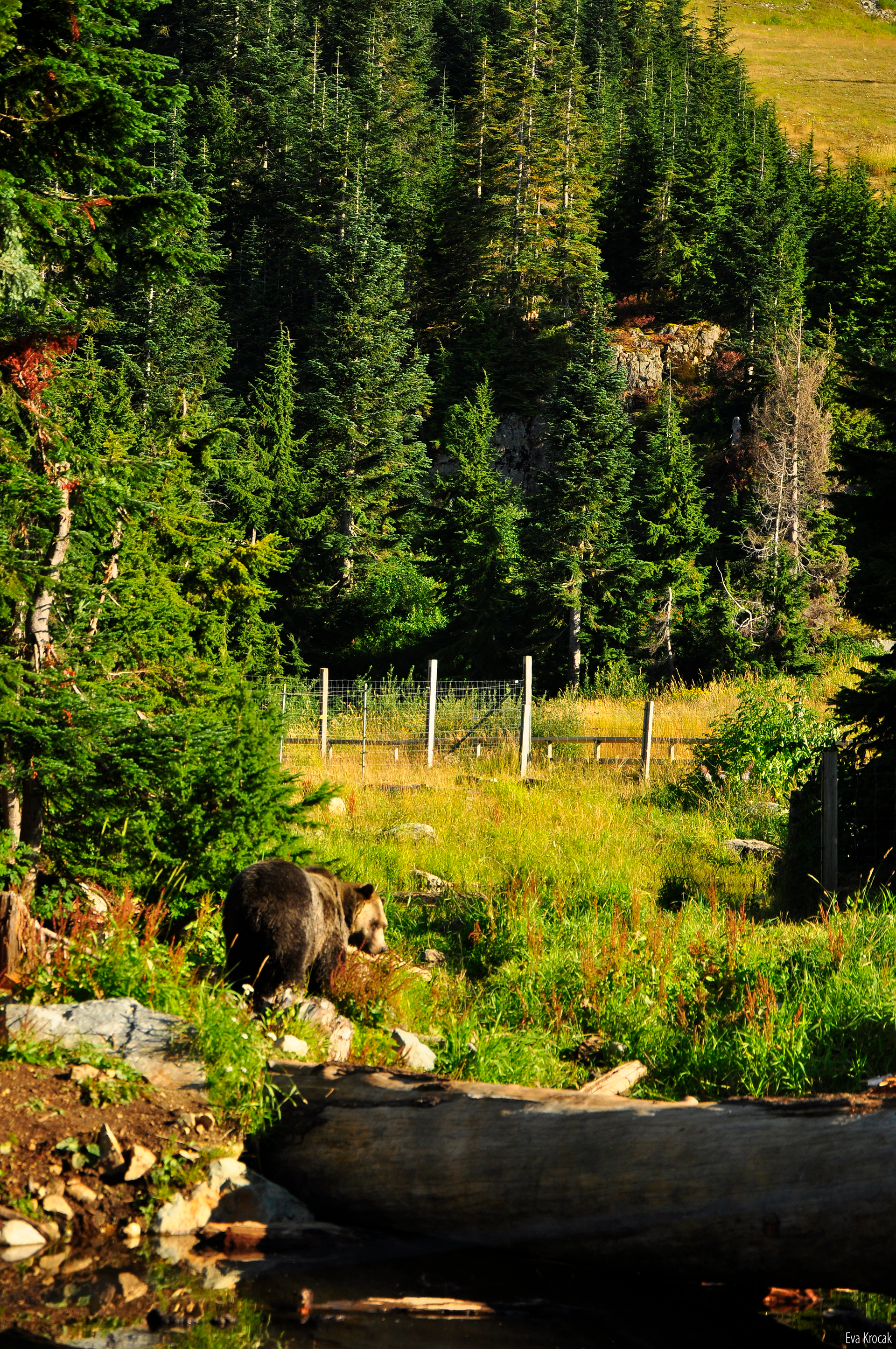 Grouse Mountain