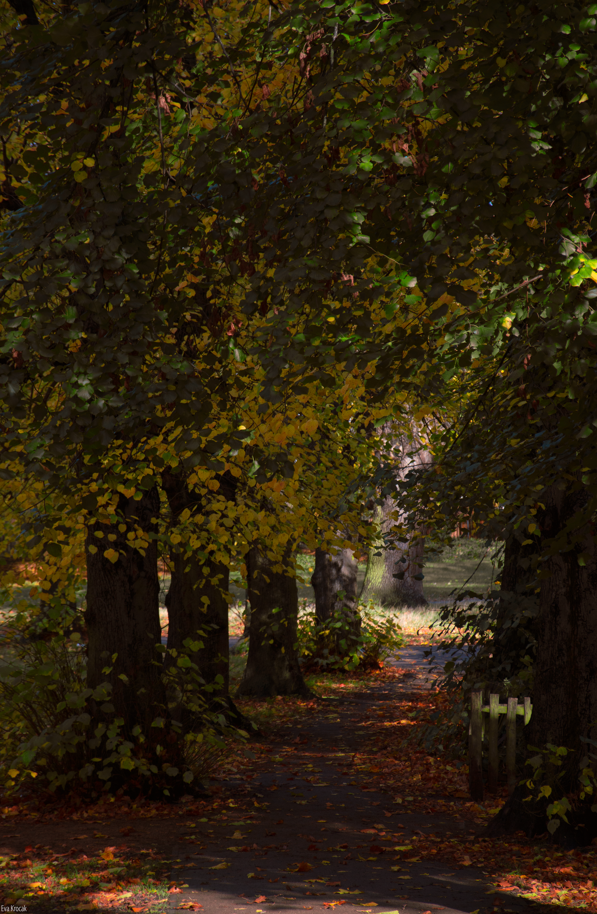 Acton Park