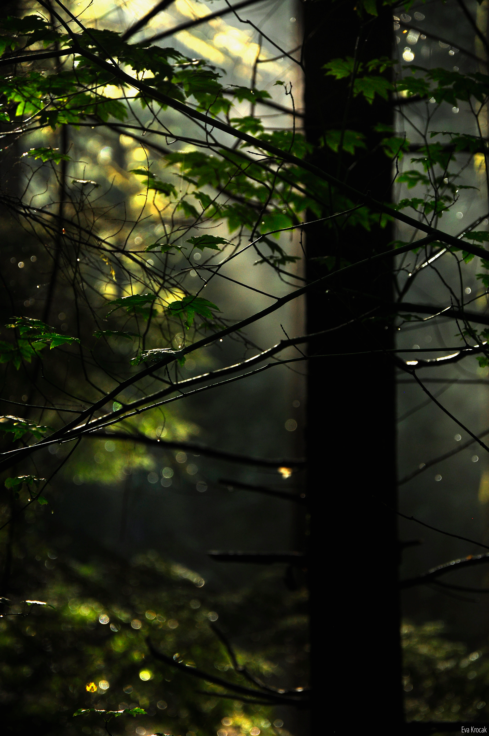 Lynn Valley