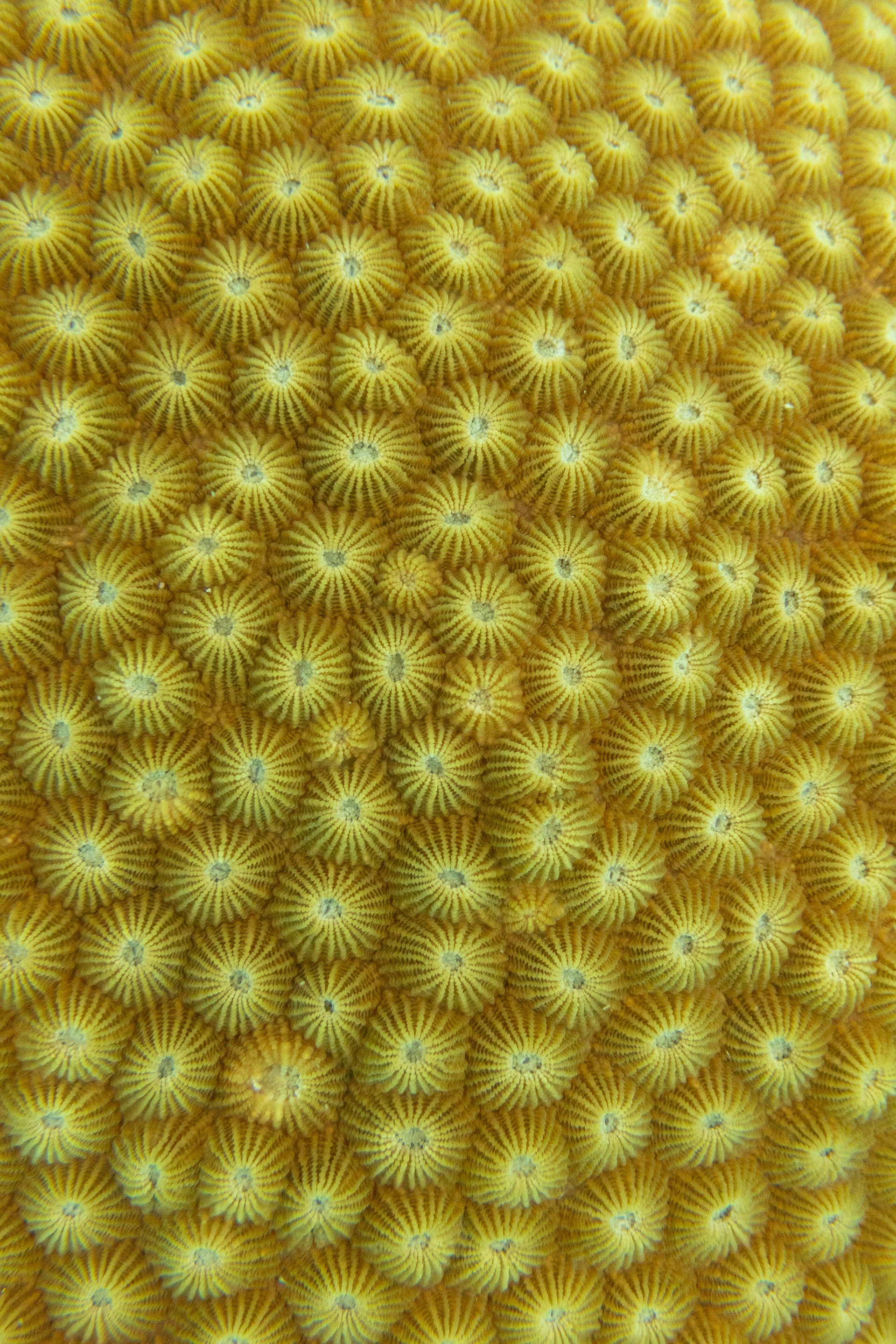 Star Coral