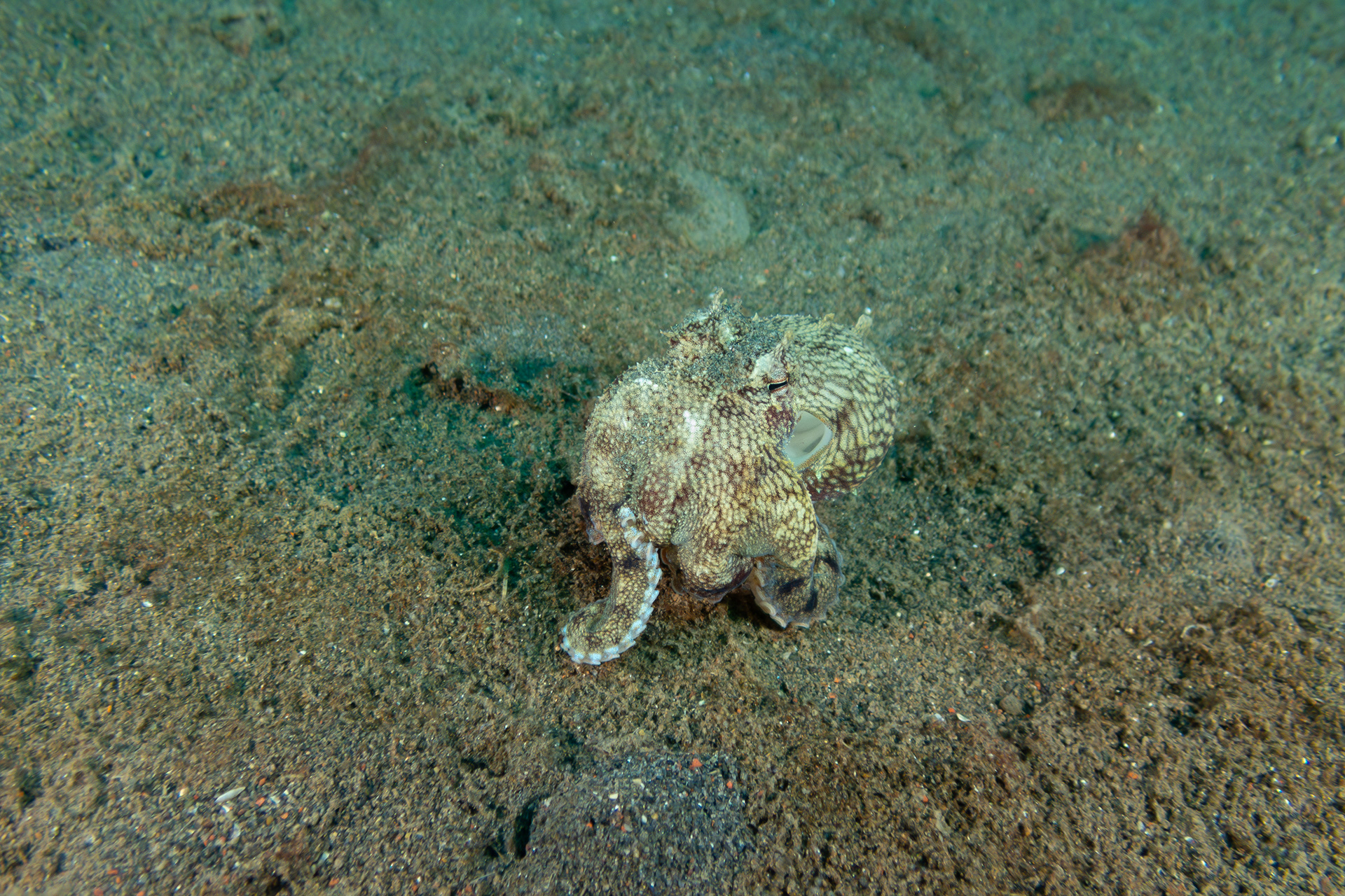 Coconut Octopus