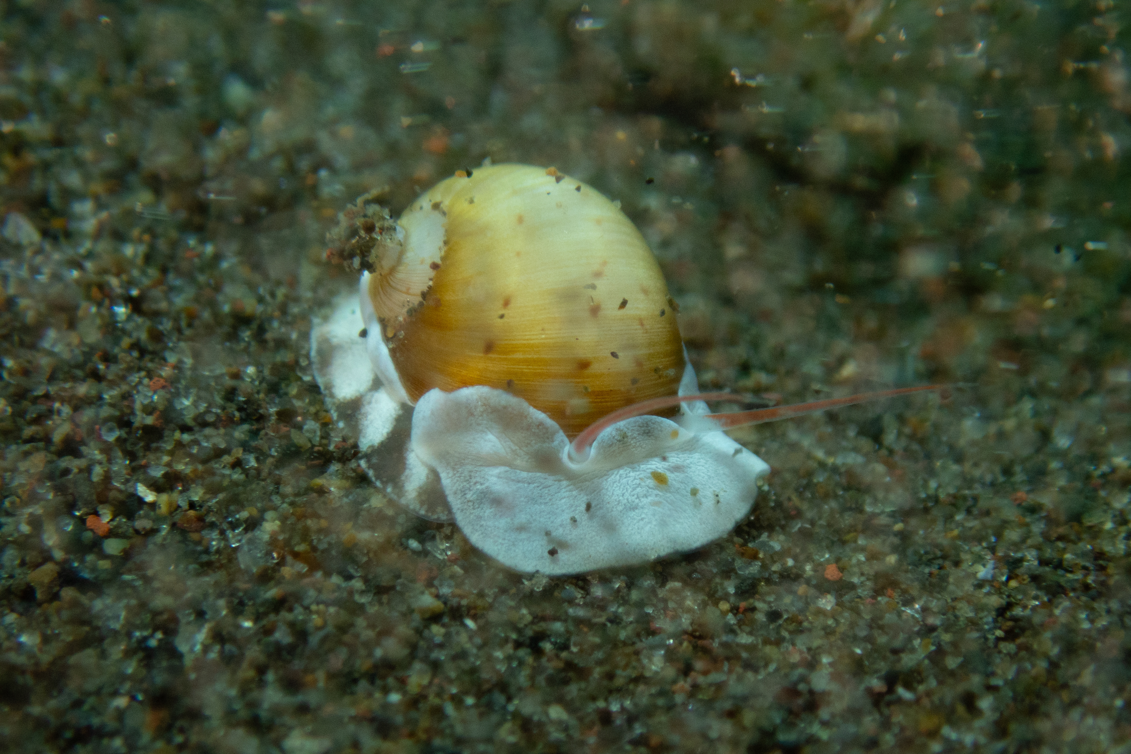 Butterfly Moonsnail
