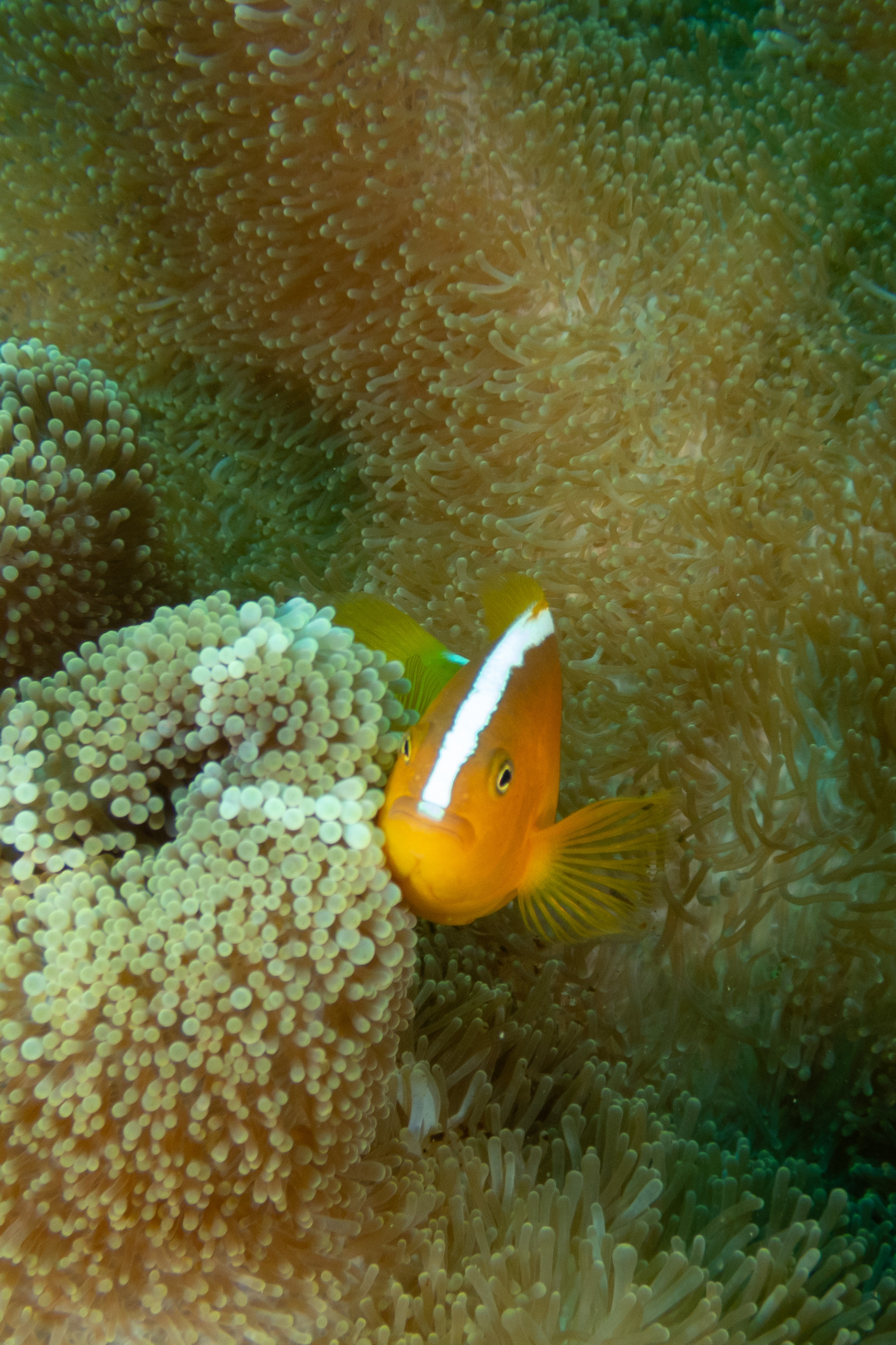 Yellow Clownfish