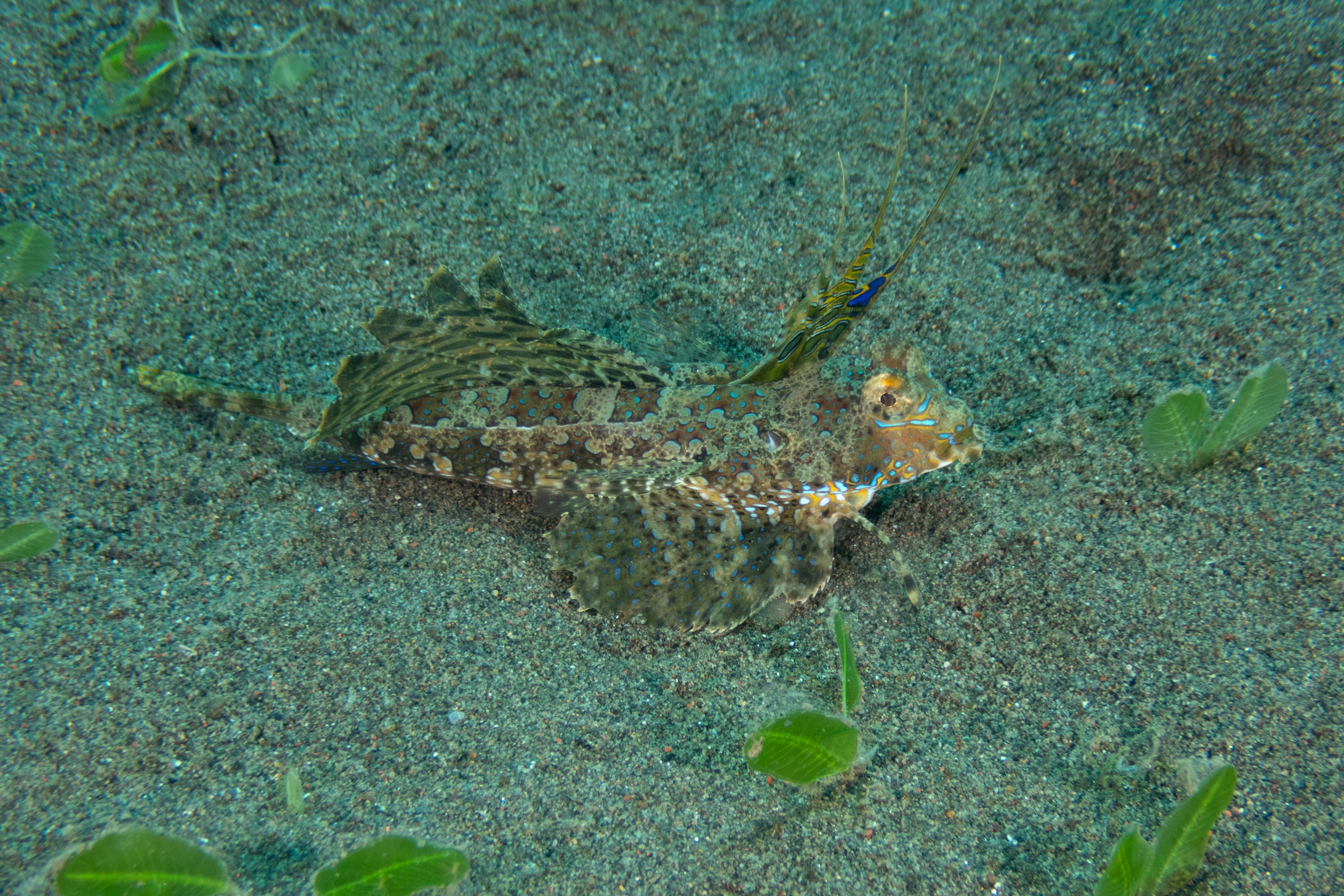 Fingered Dragonet