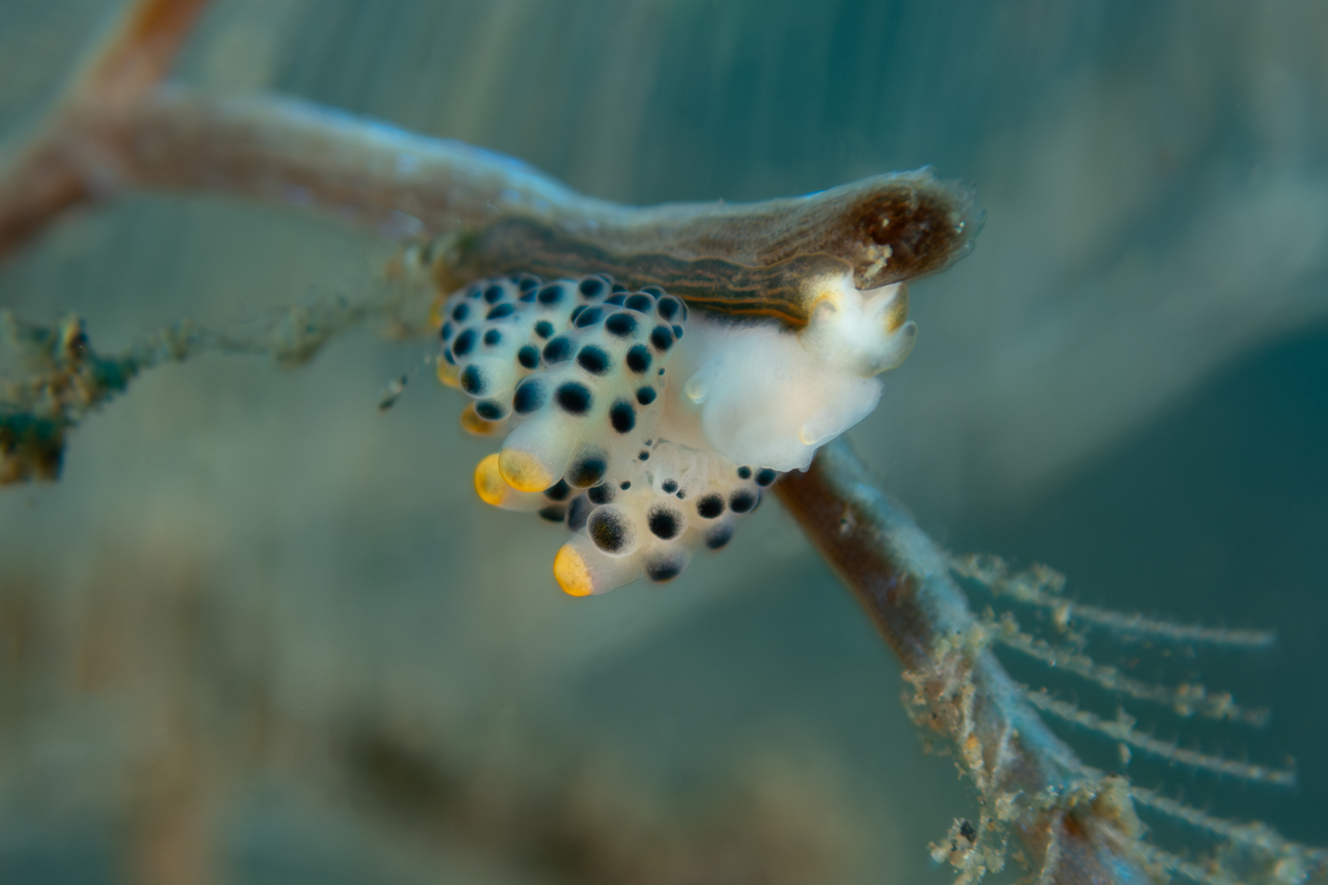 Black-Spotted Doto