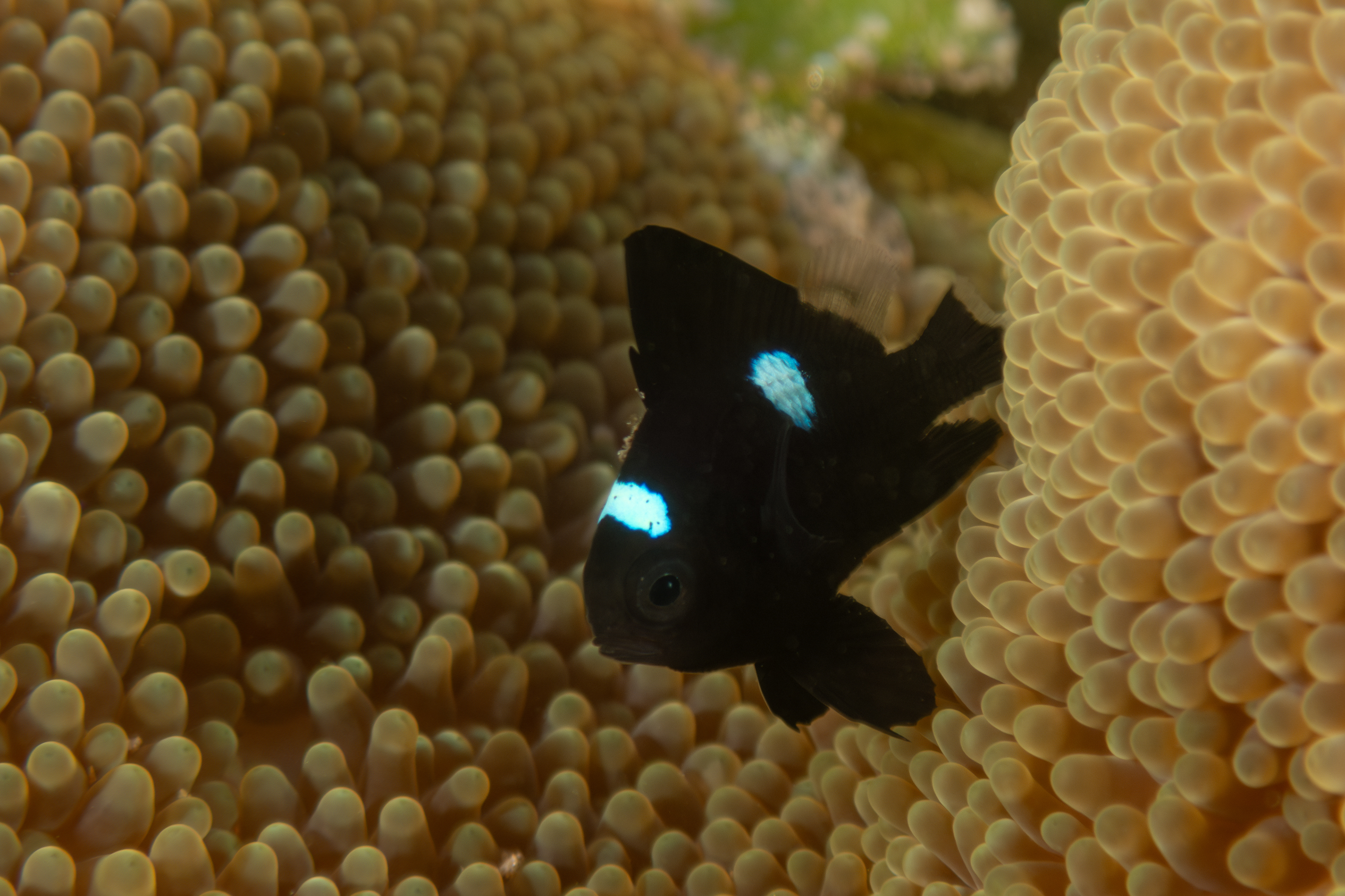 Juvenile Threespot Dascyllus