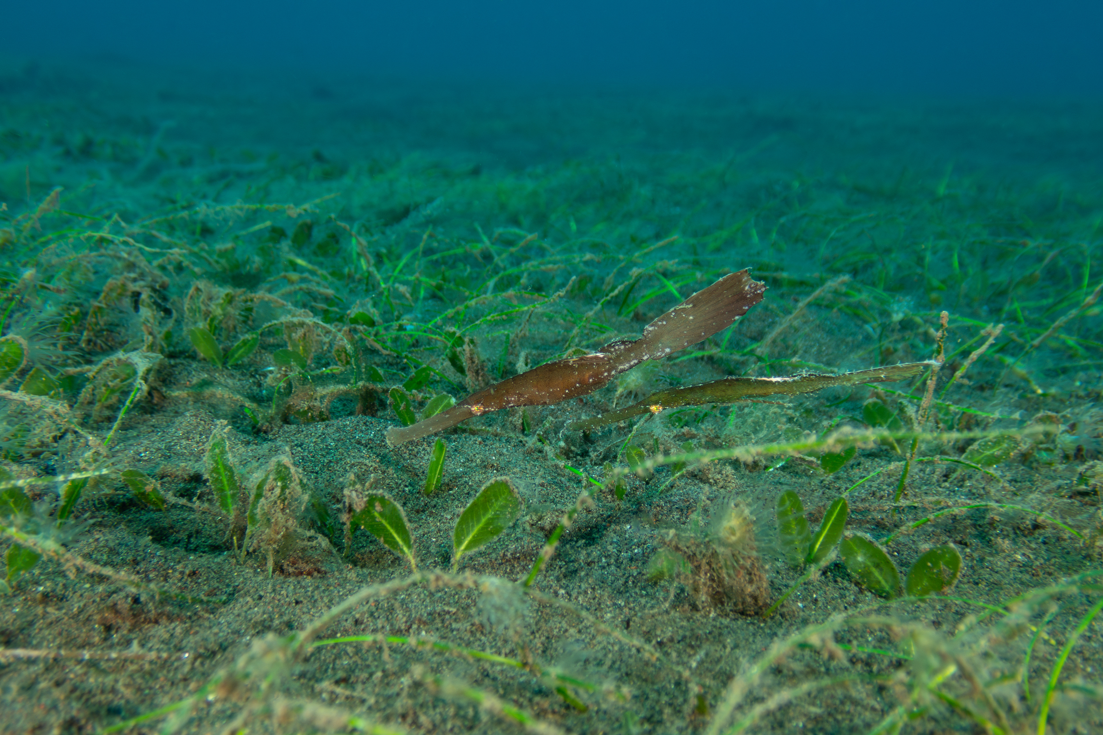 Robust Ghost Pipefish