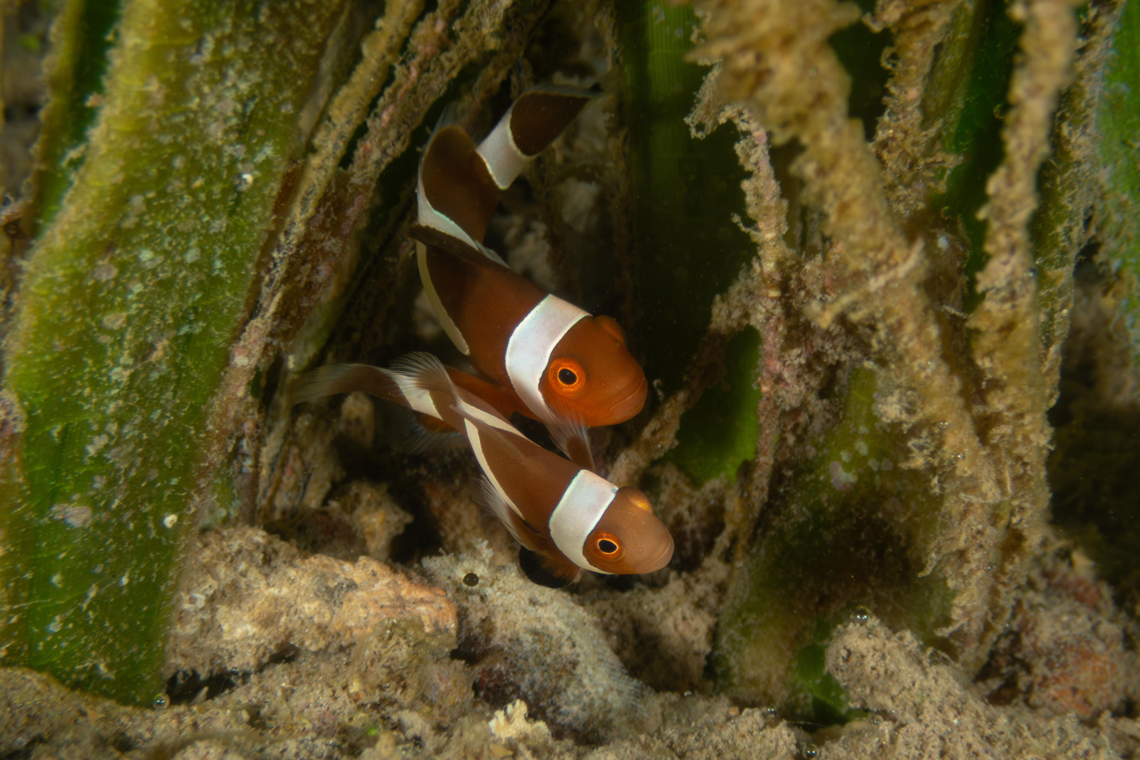 False Clown Anemonefish