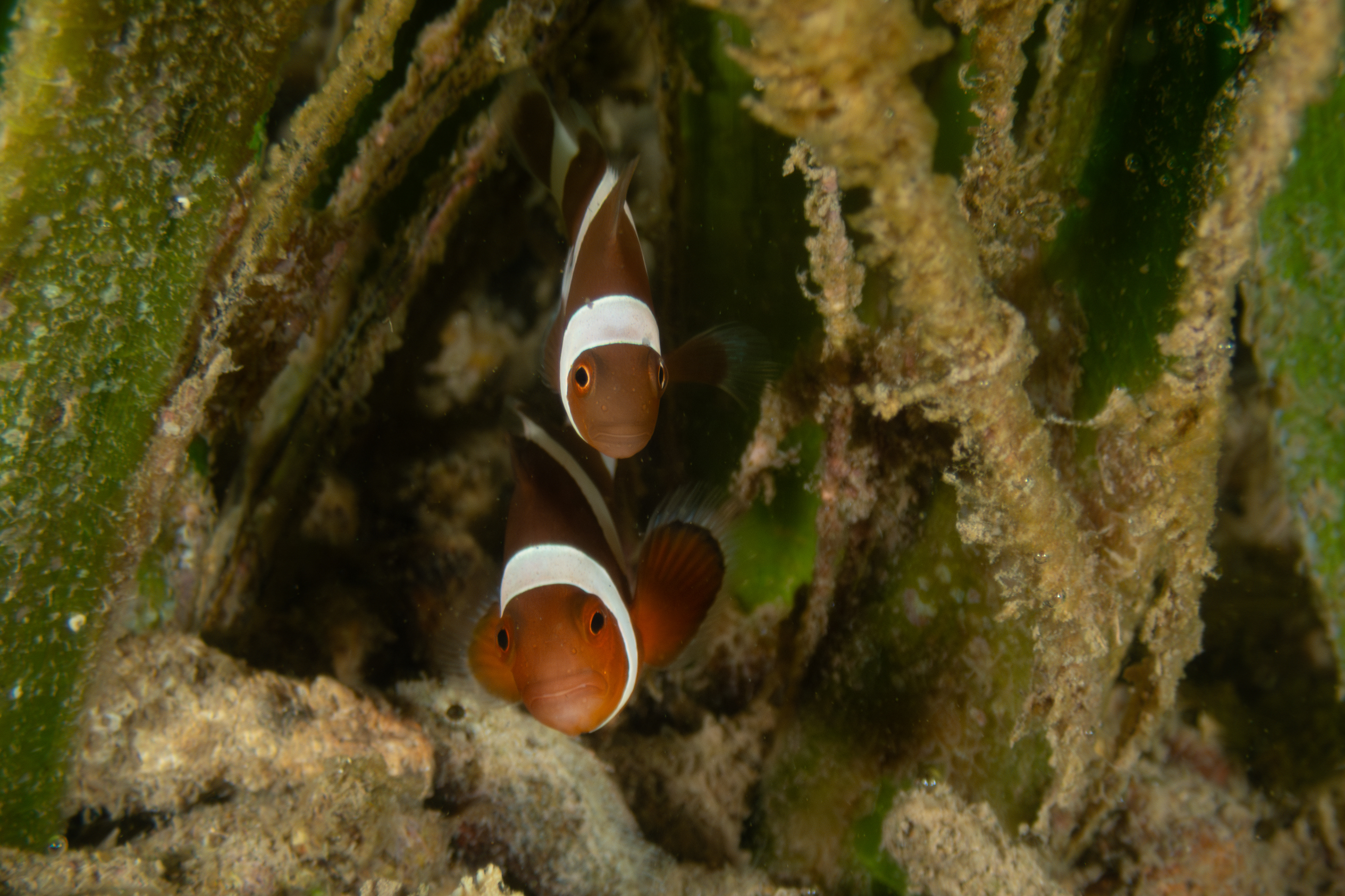 False Clown Anemonefish