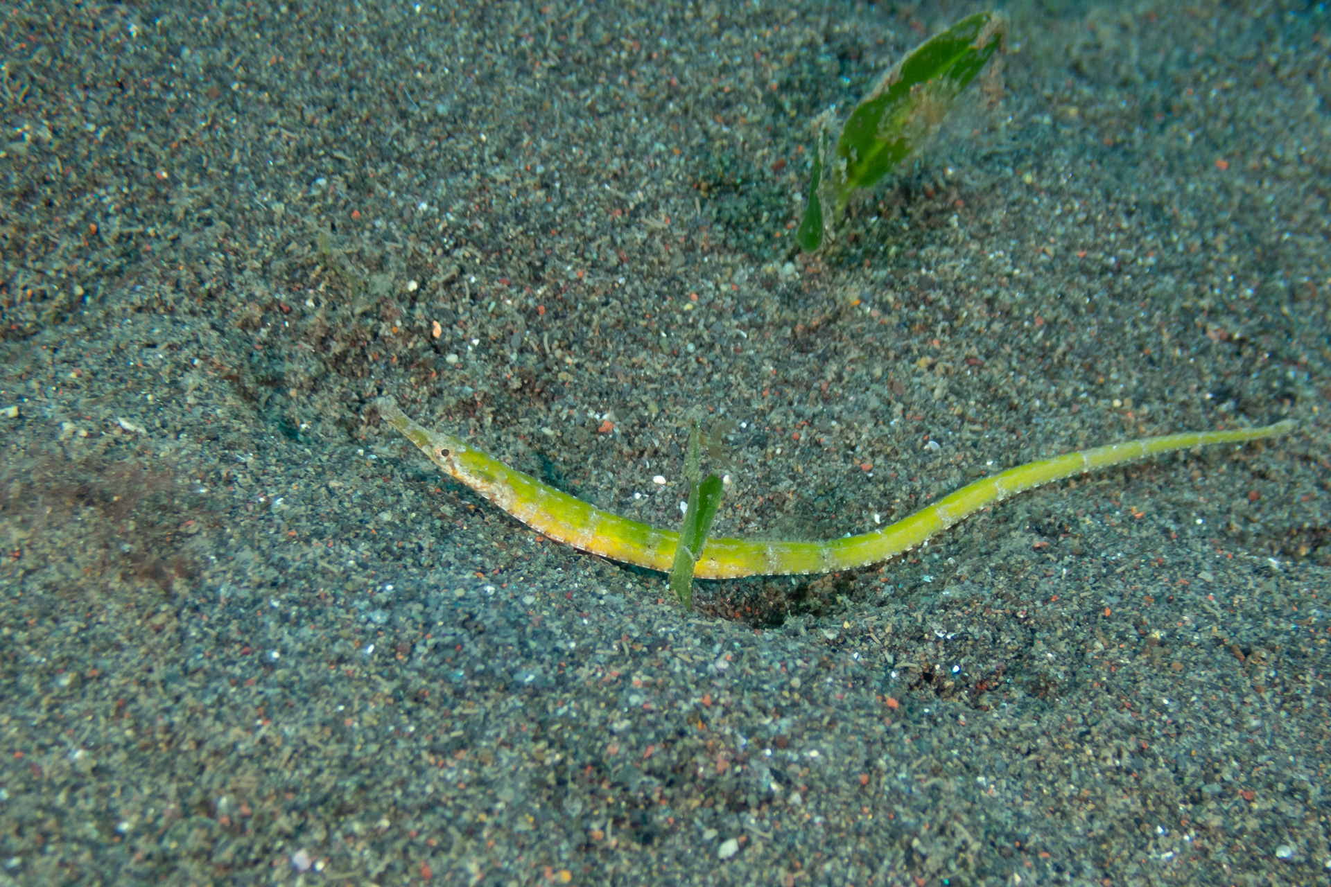 "Unknown" Pipefish