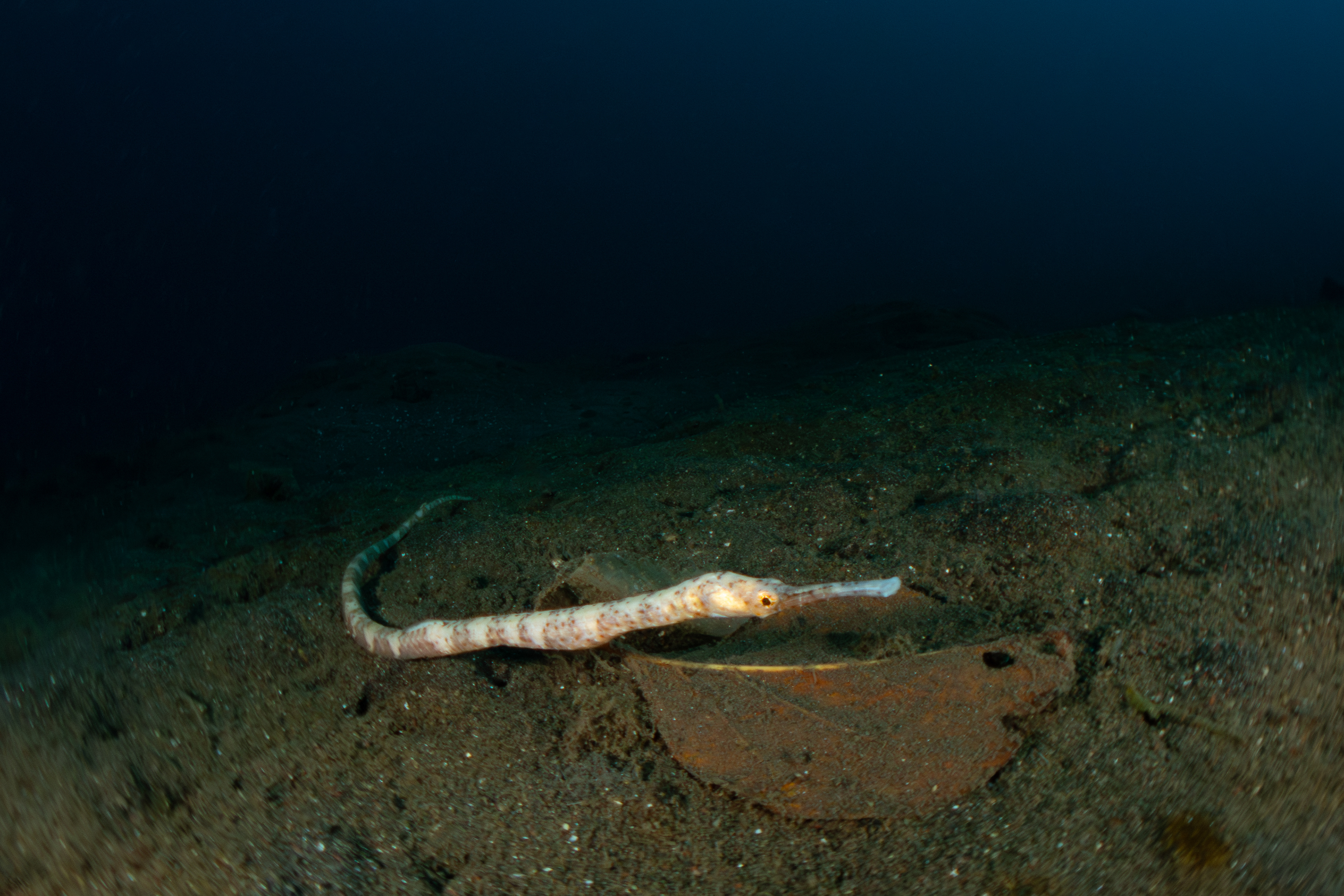 Bentstick Pipefish