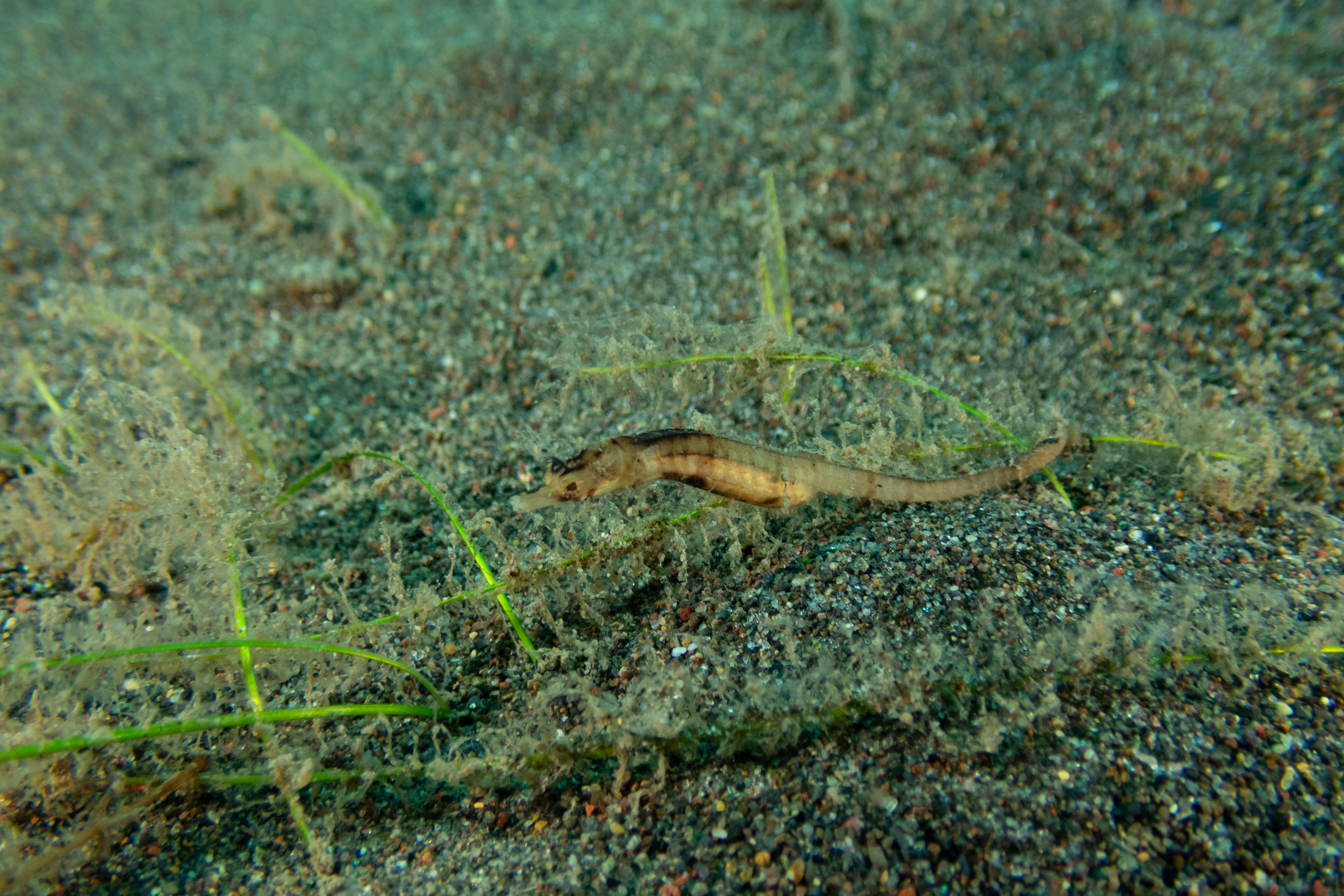 "Unknown" Pipefish