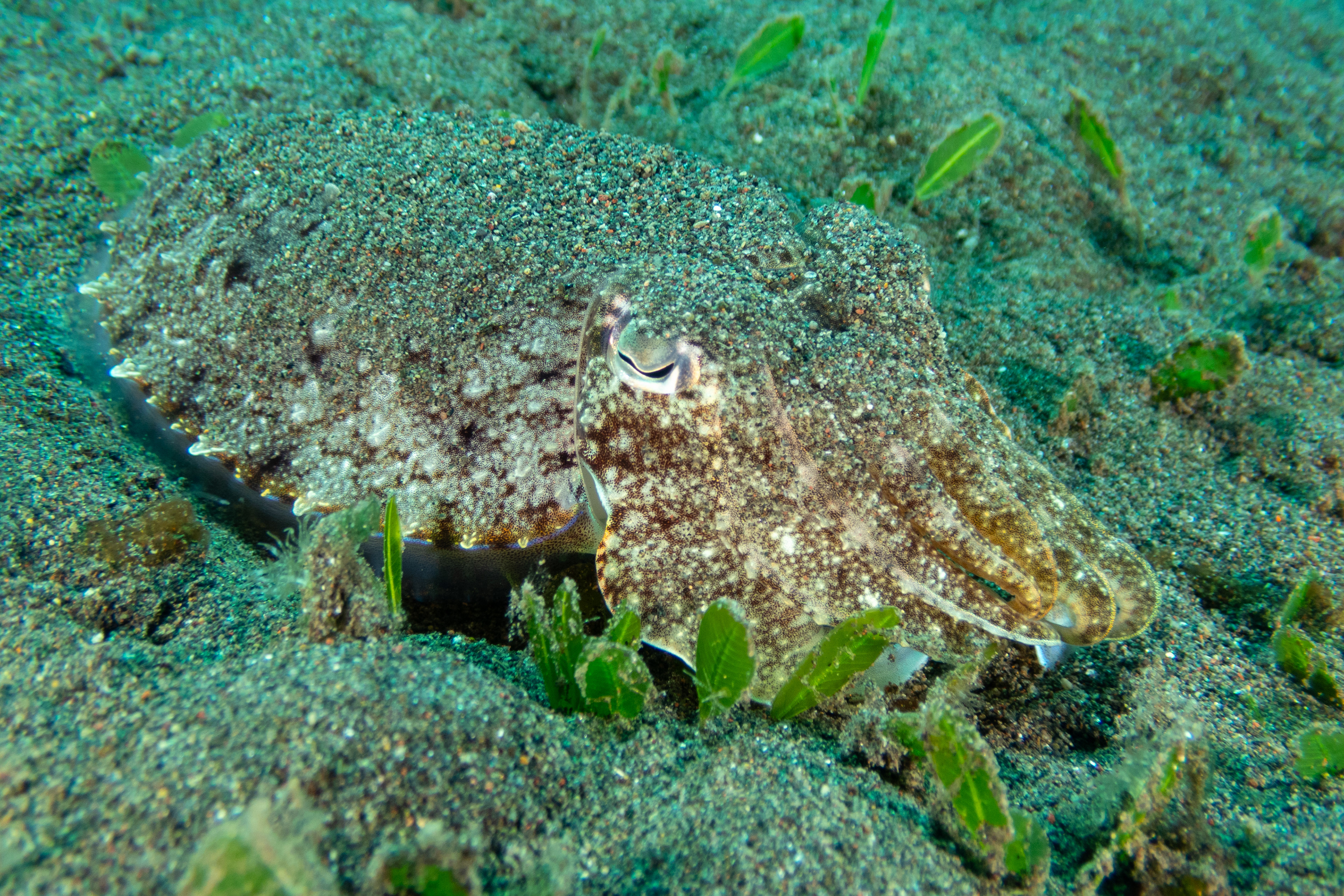 Broadclub Cuttlefish