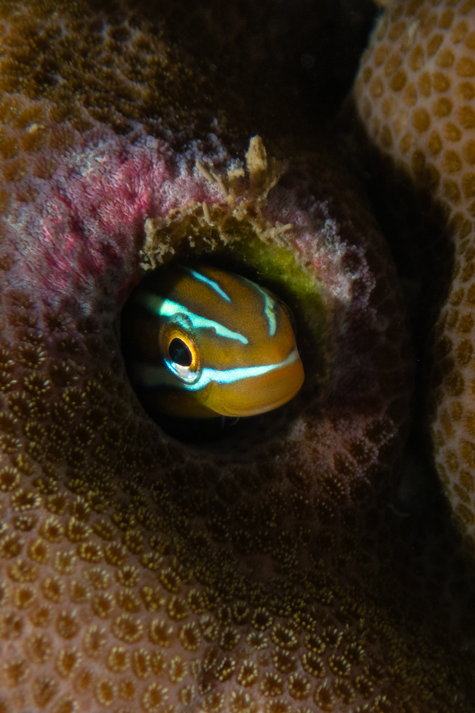 Bluestriped Fangblenny