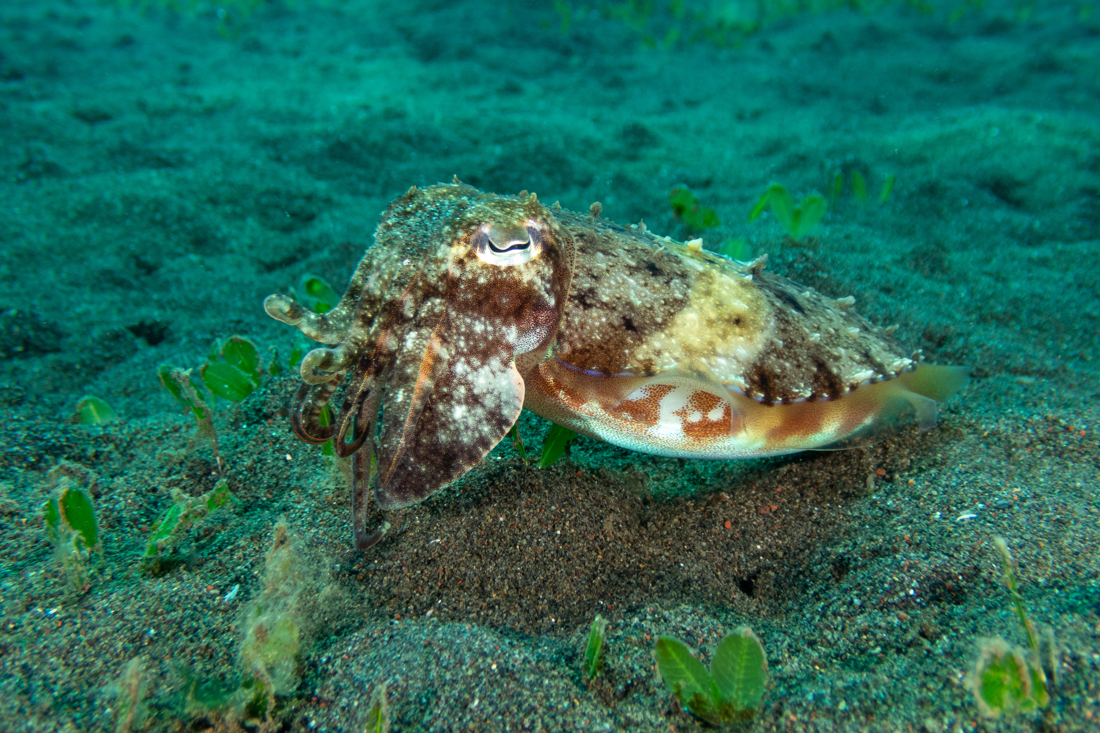 Broadclub Cuttlefish