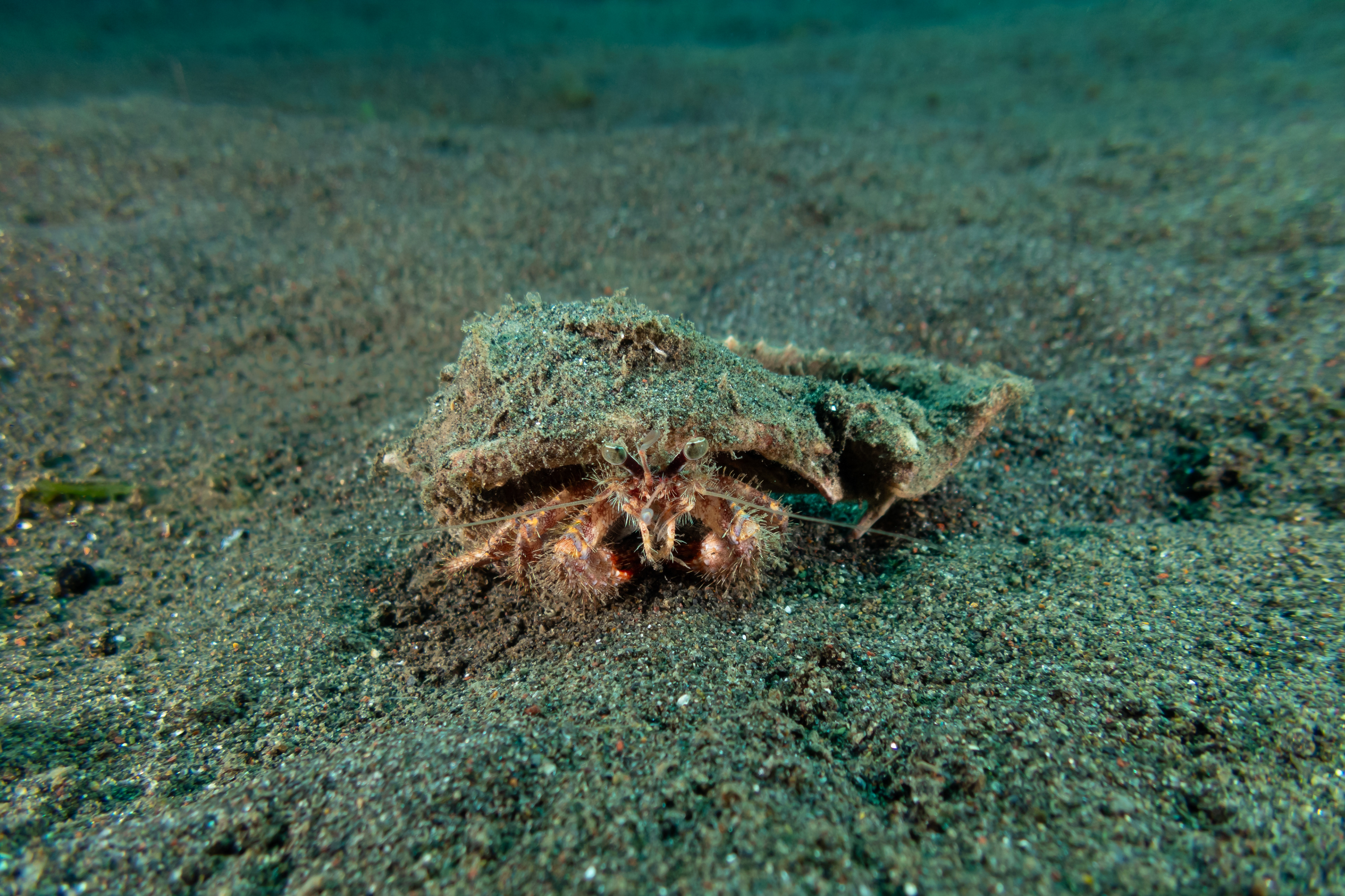 "Unknown" Hermit Crab