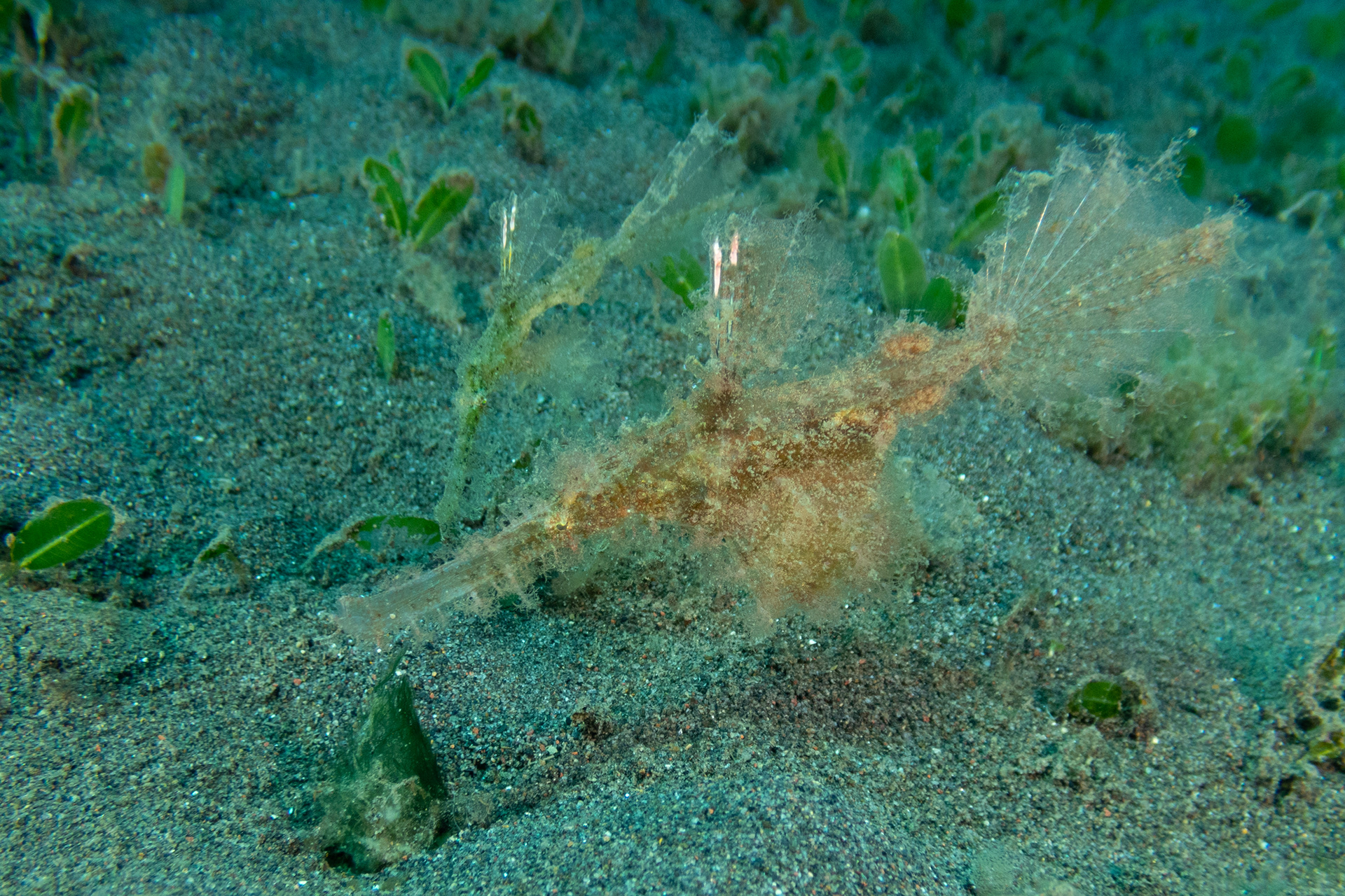 Roughsnout Ghost Pipefish
