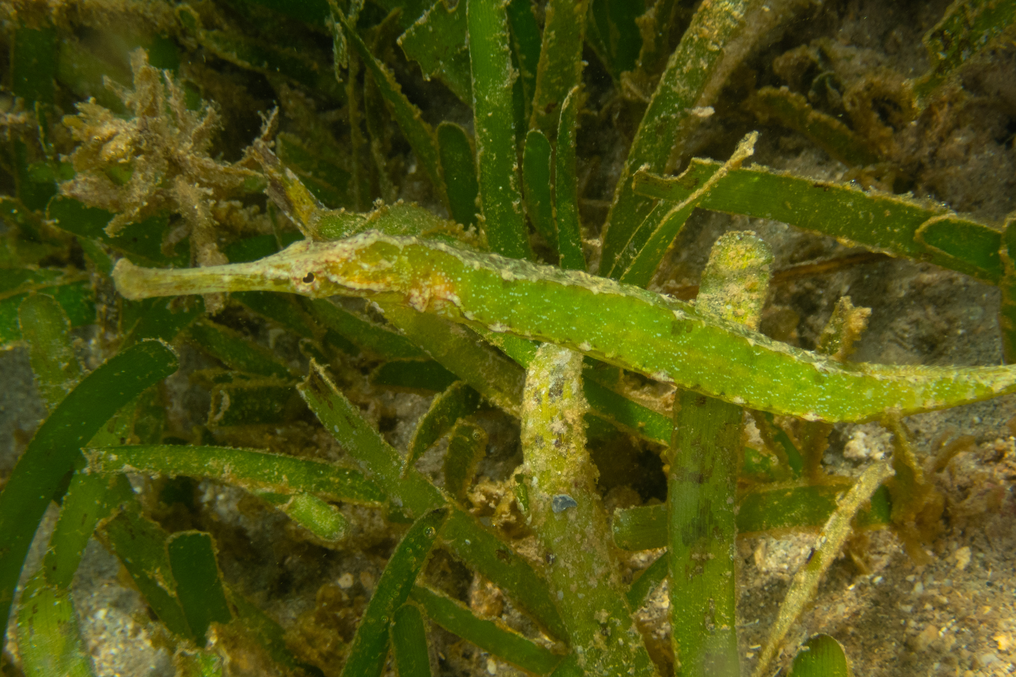 Double-Ended Pipefish