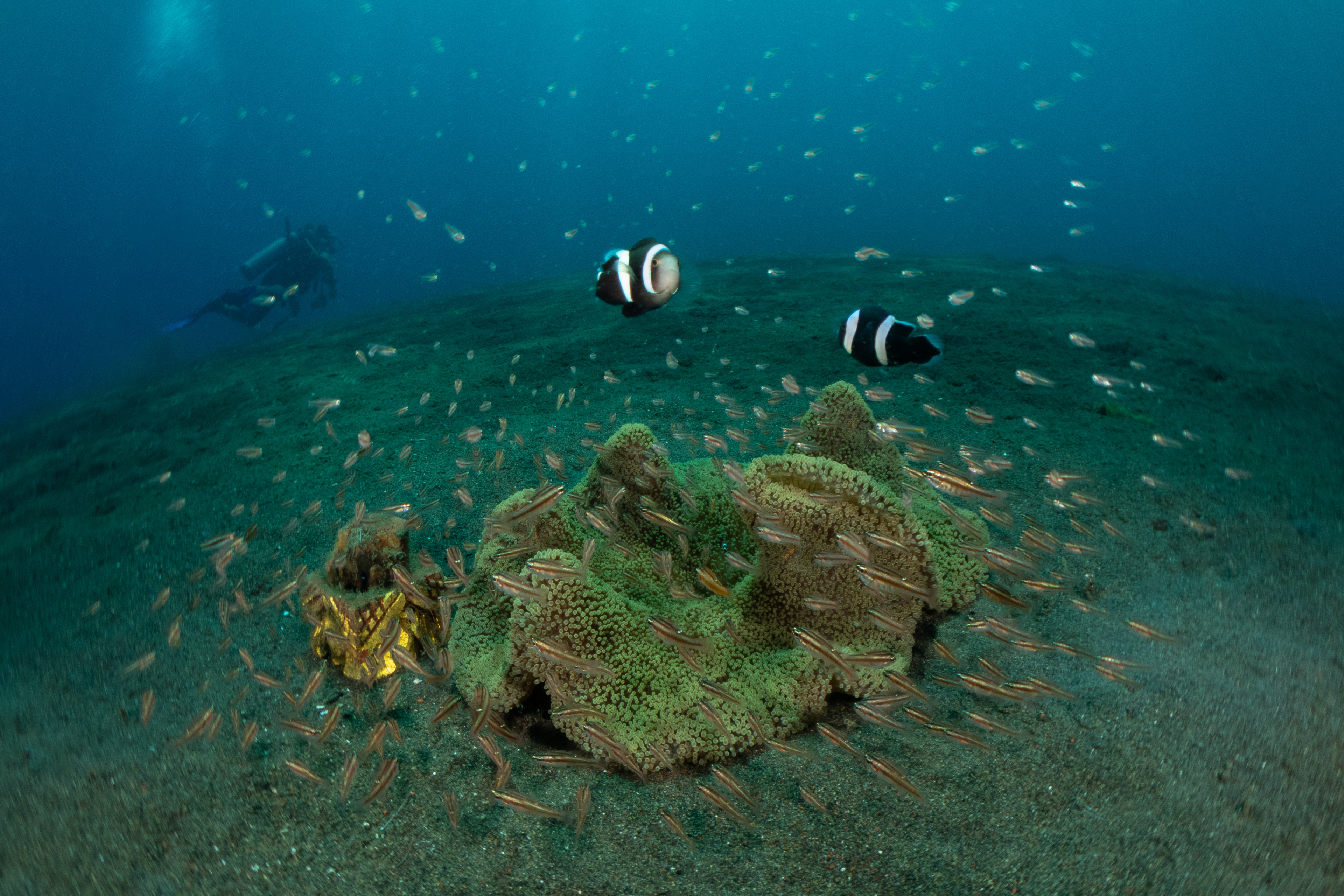 Saddleback Clownfish