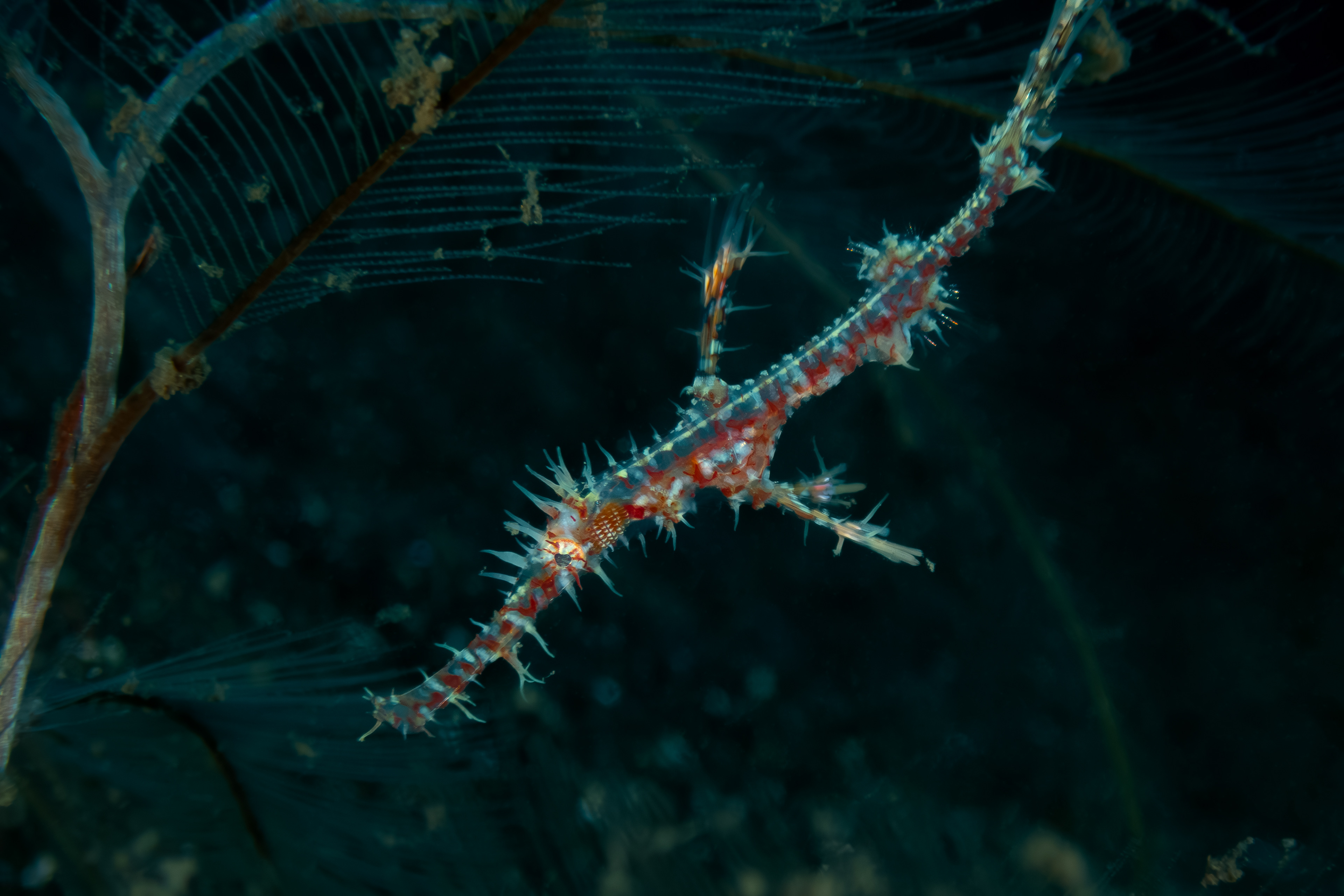 Ornate Ghost Pipefish
