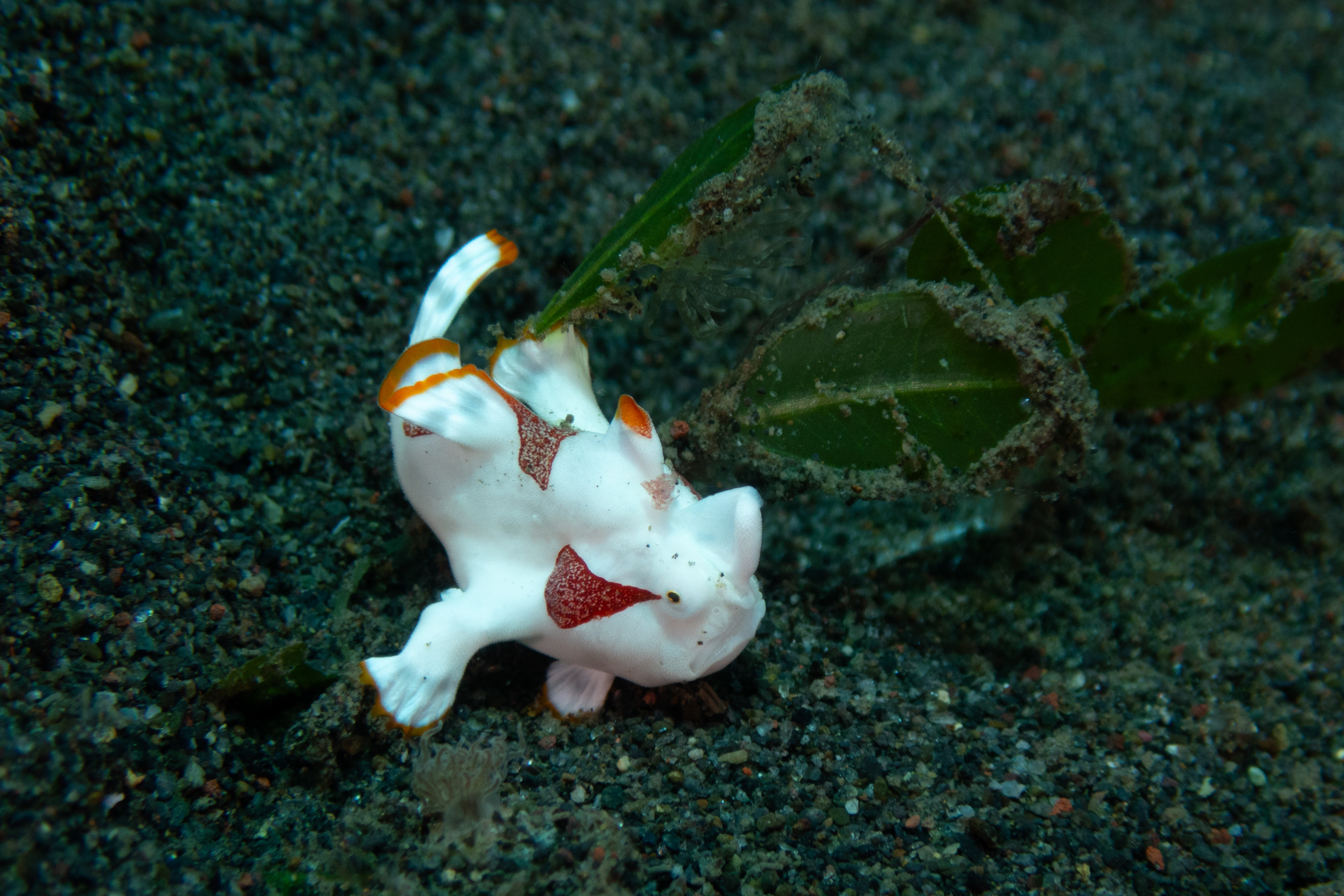 Warty Frogfish