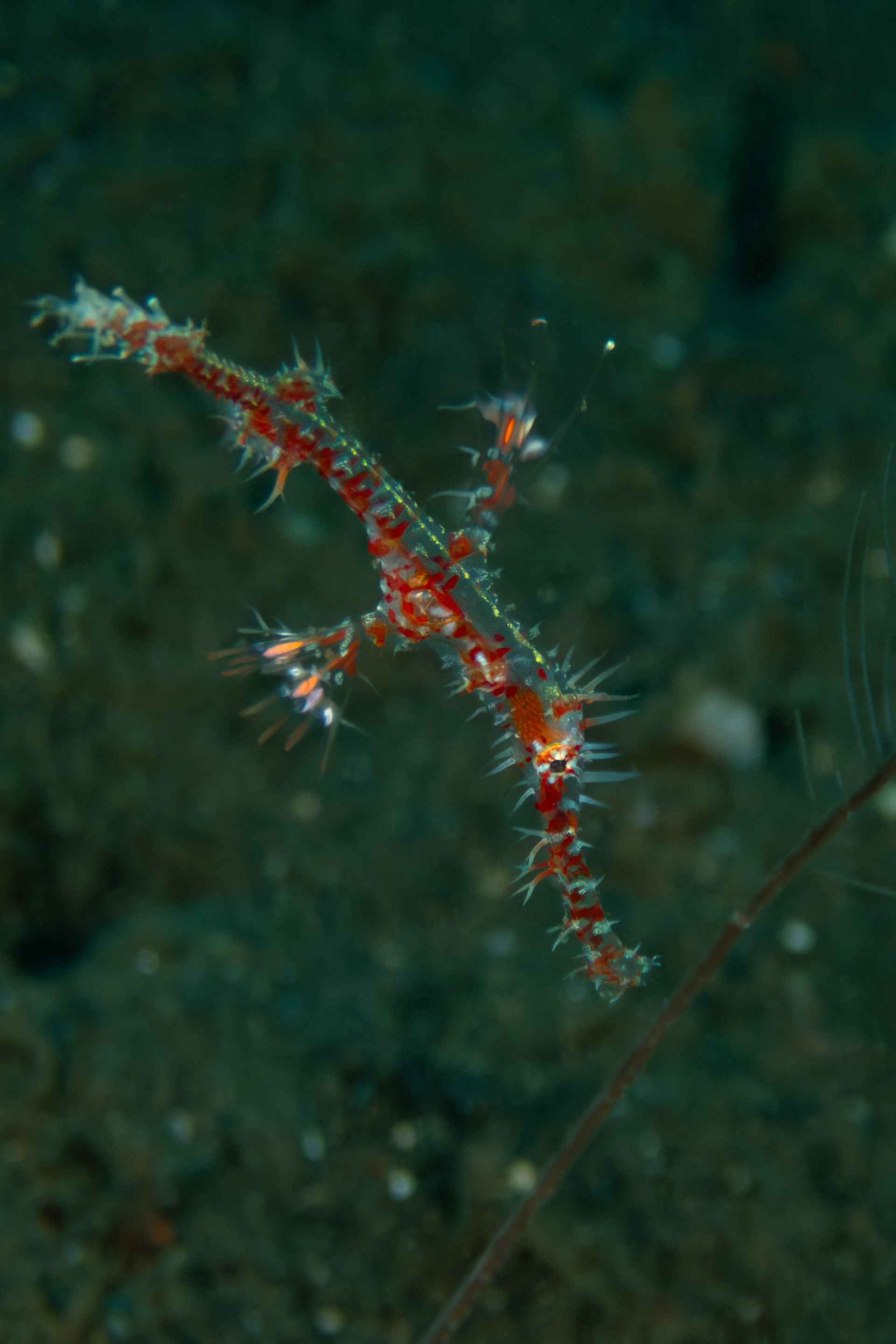 Ornate Ghost Pipefish