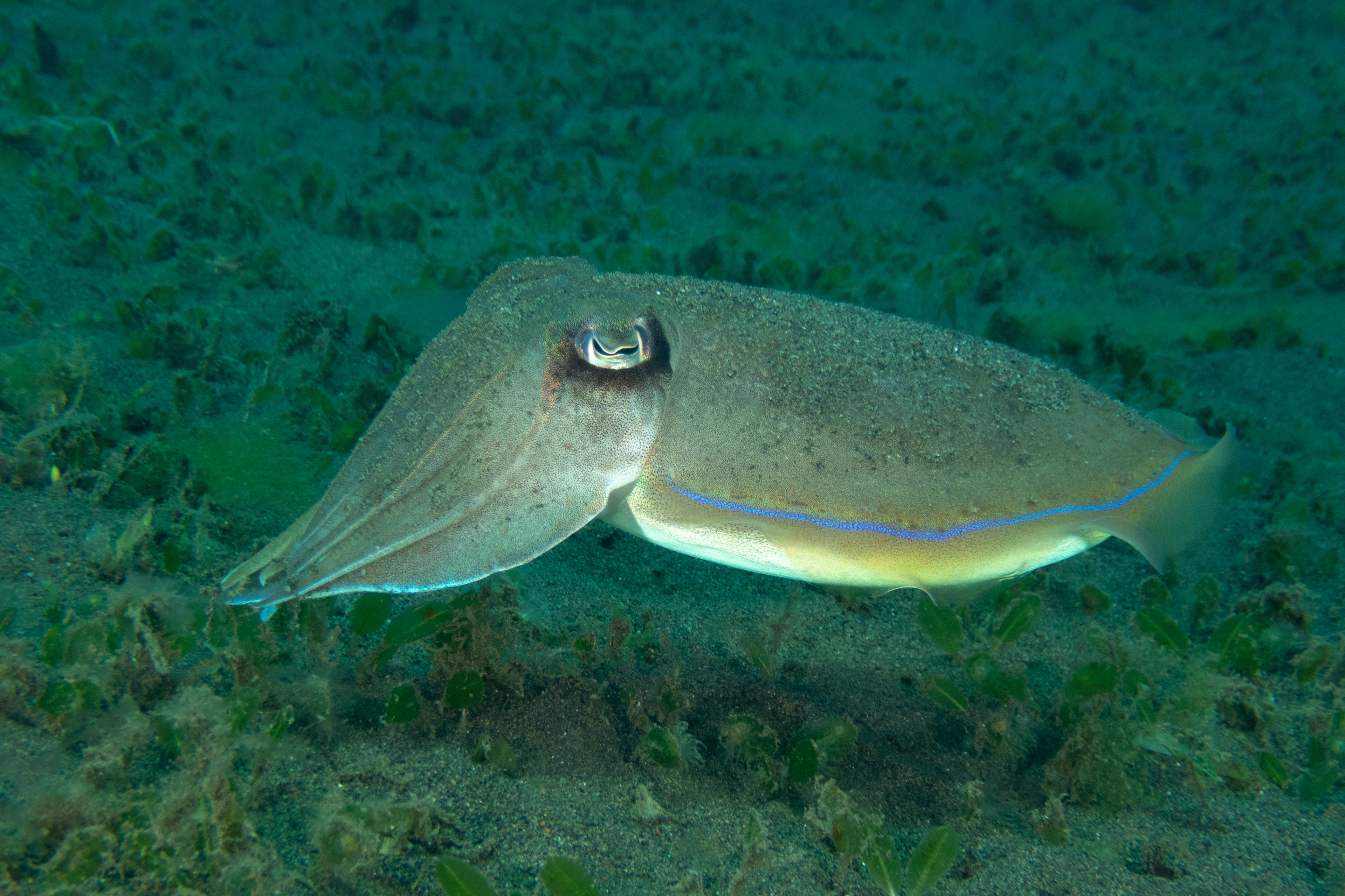 Broadclub Cuttlefish